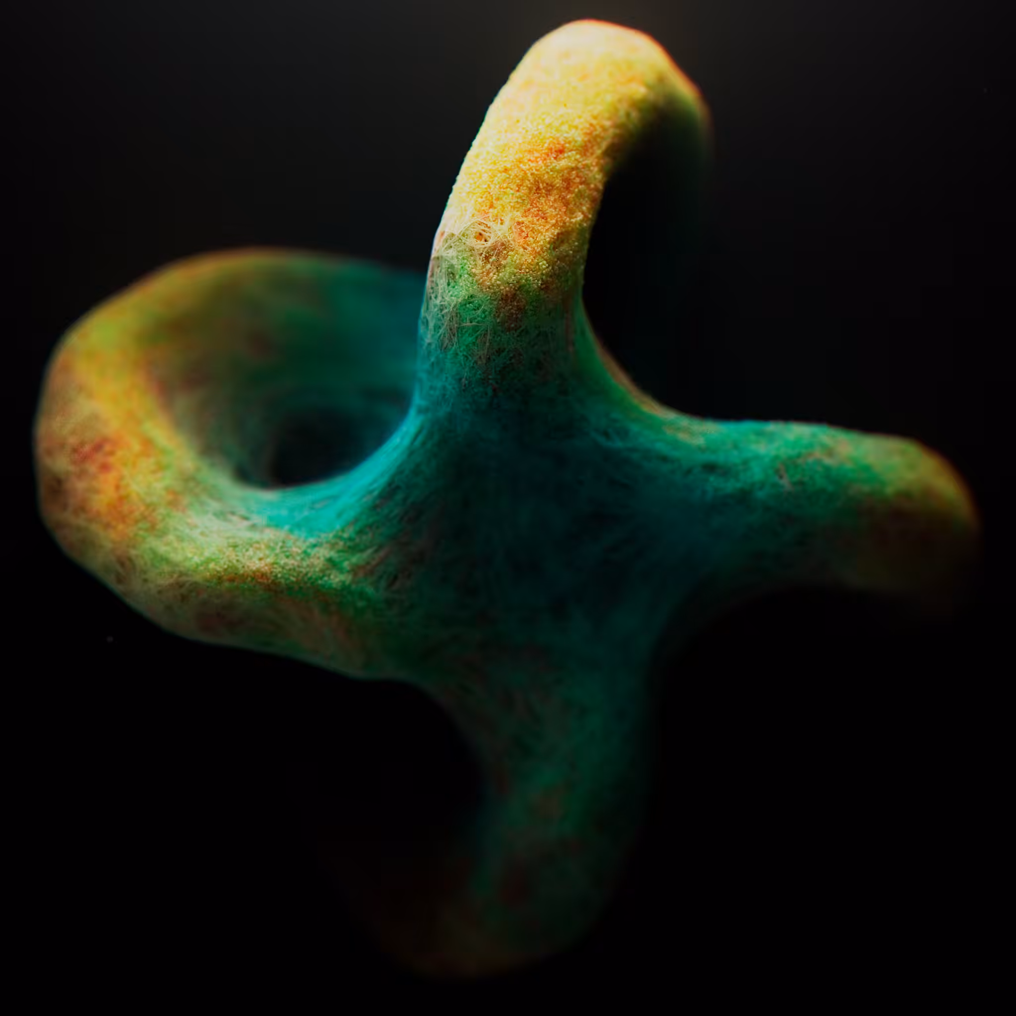 Rhinotillexomania_5x12