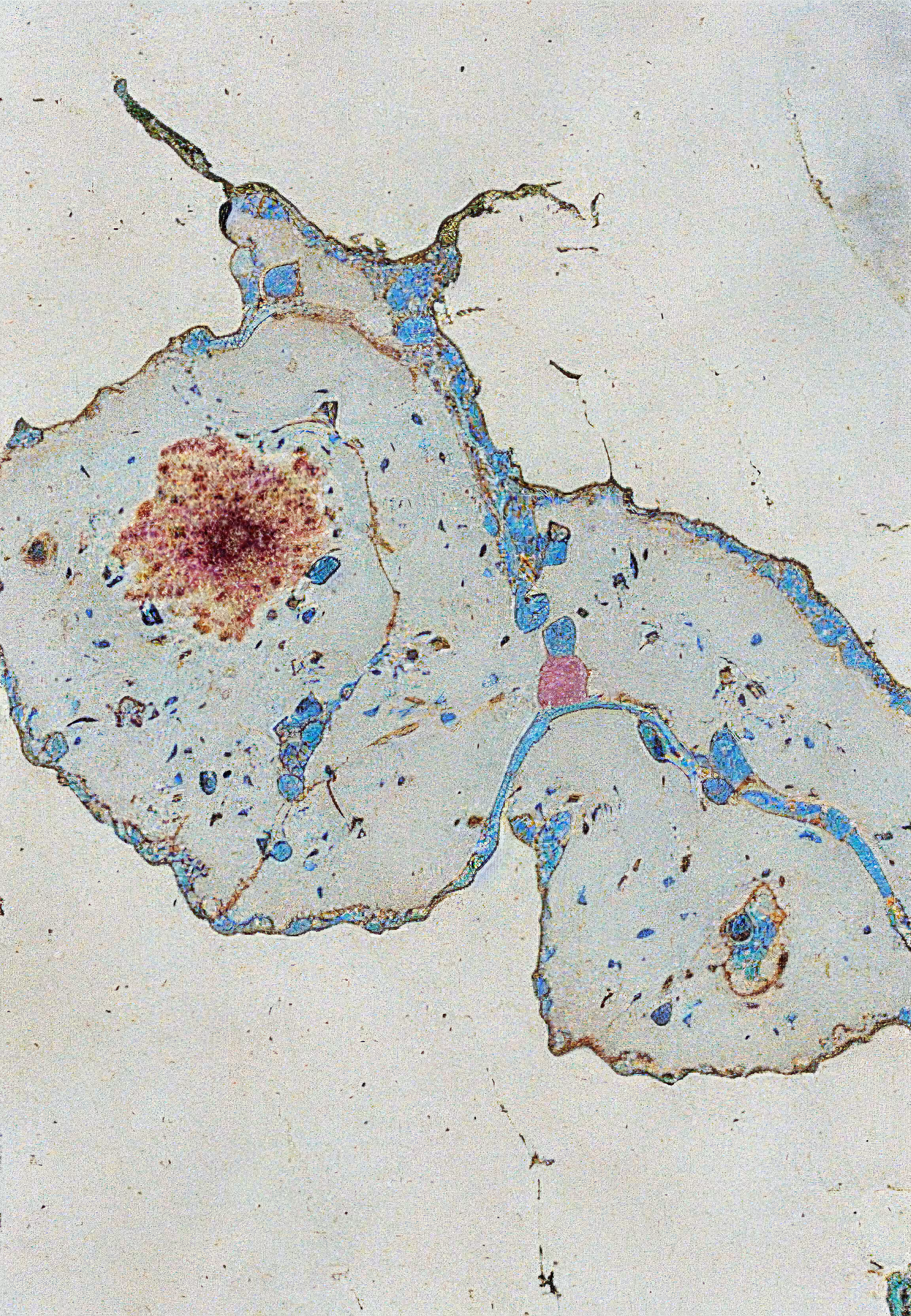 Histologia In Silico #200