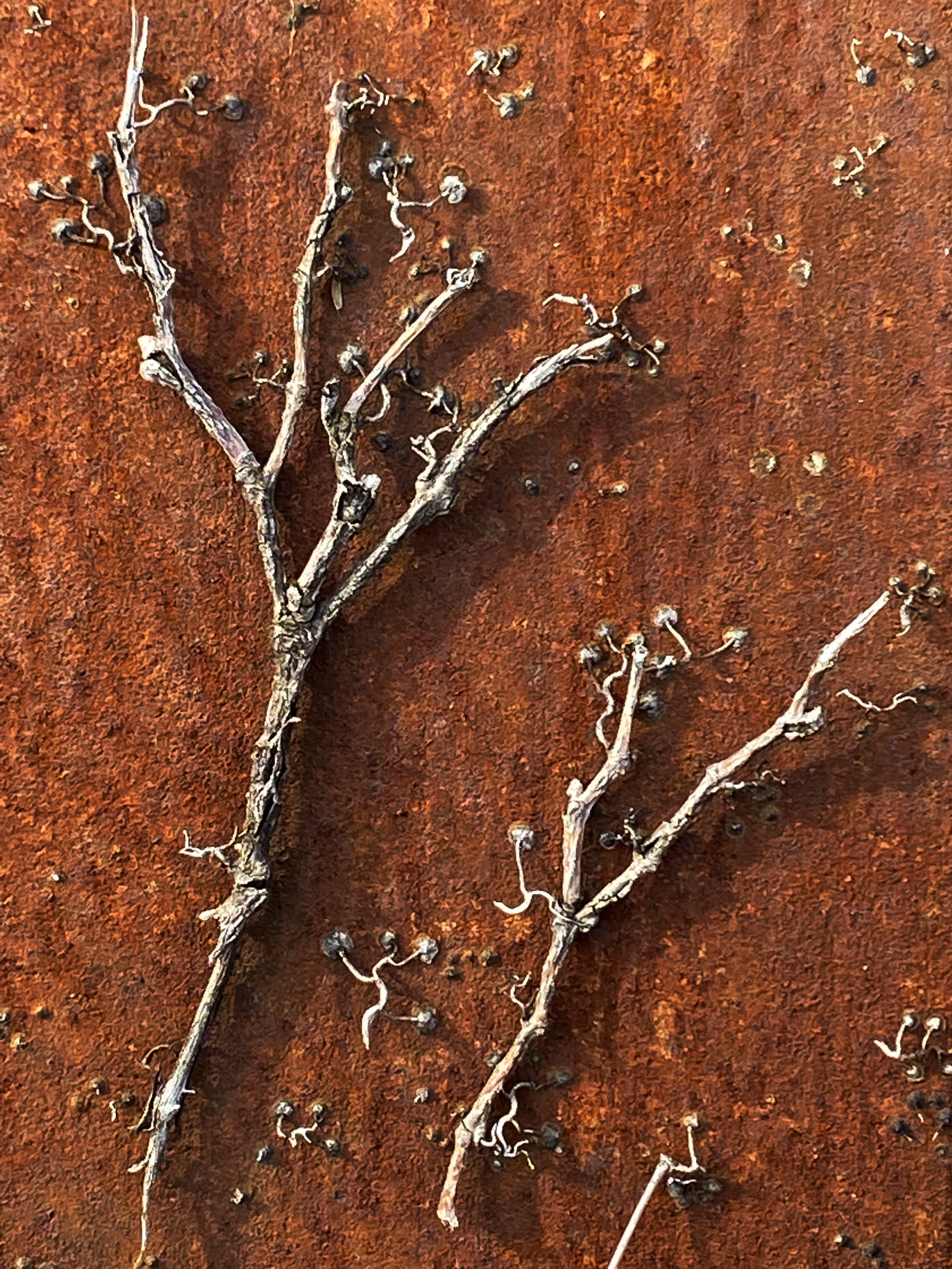 Withered Vines