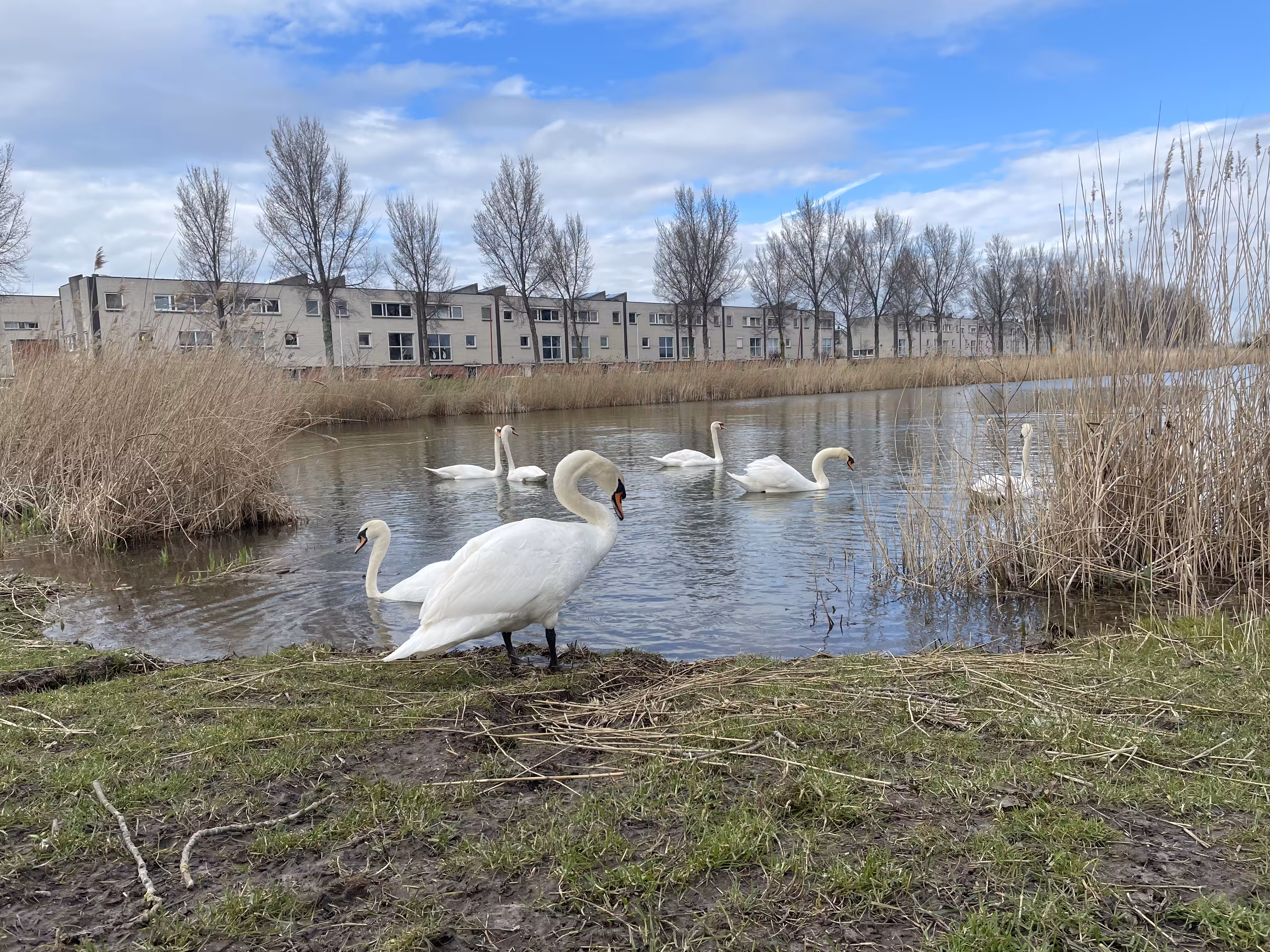 🦢 Near where i live #1 