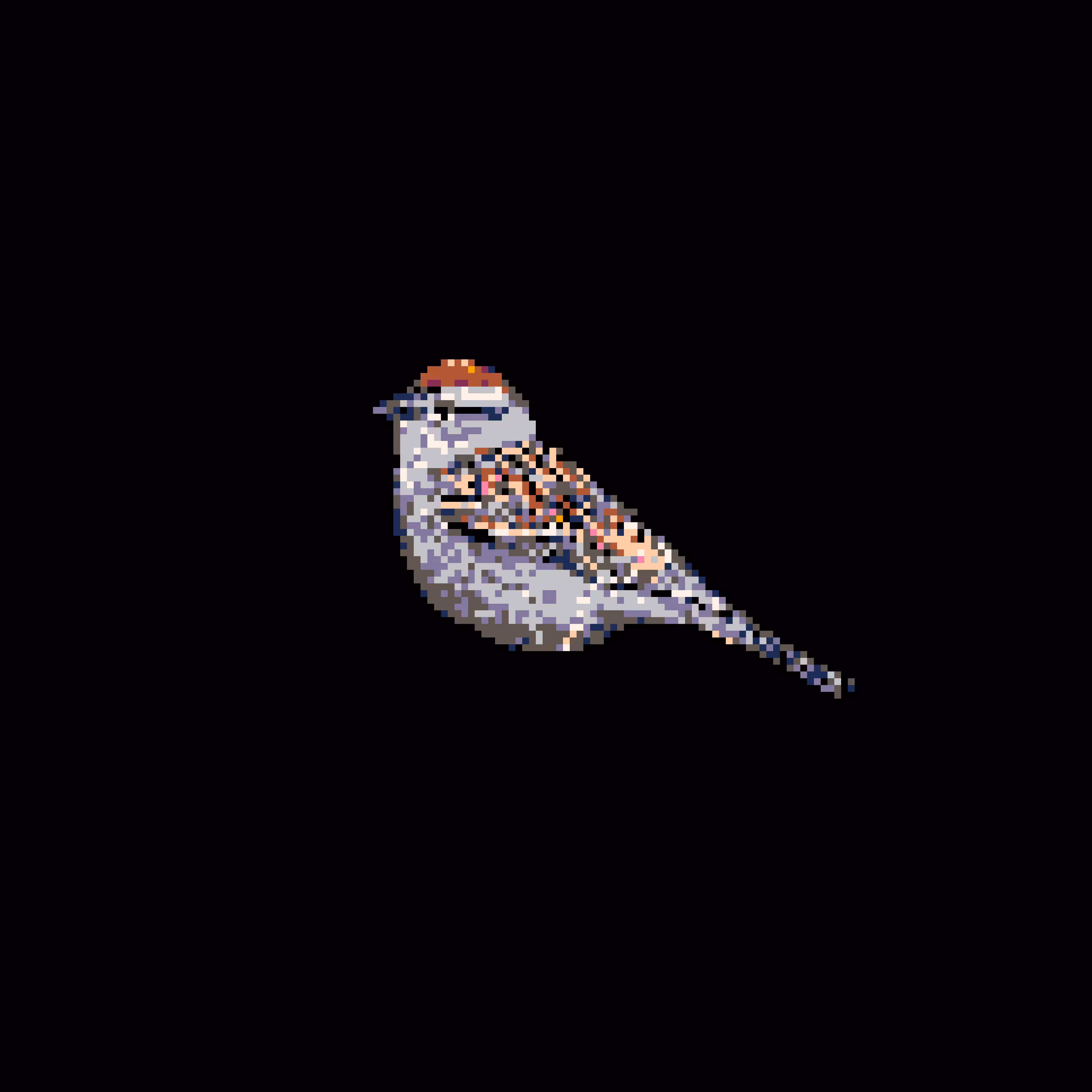 prince sparrow