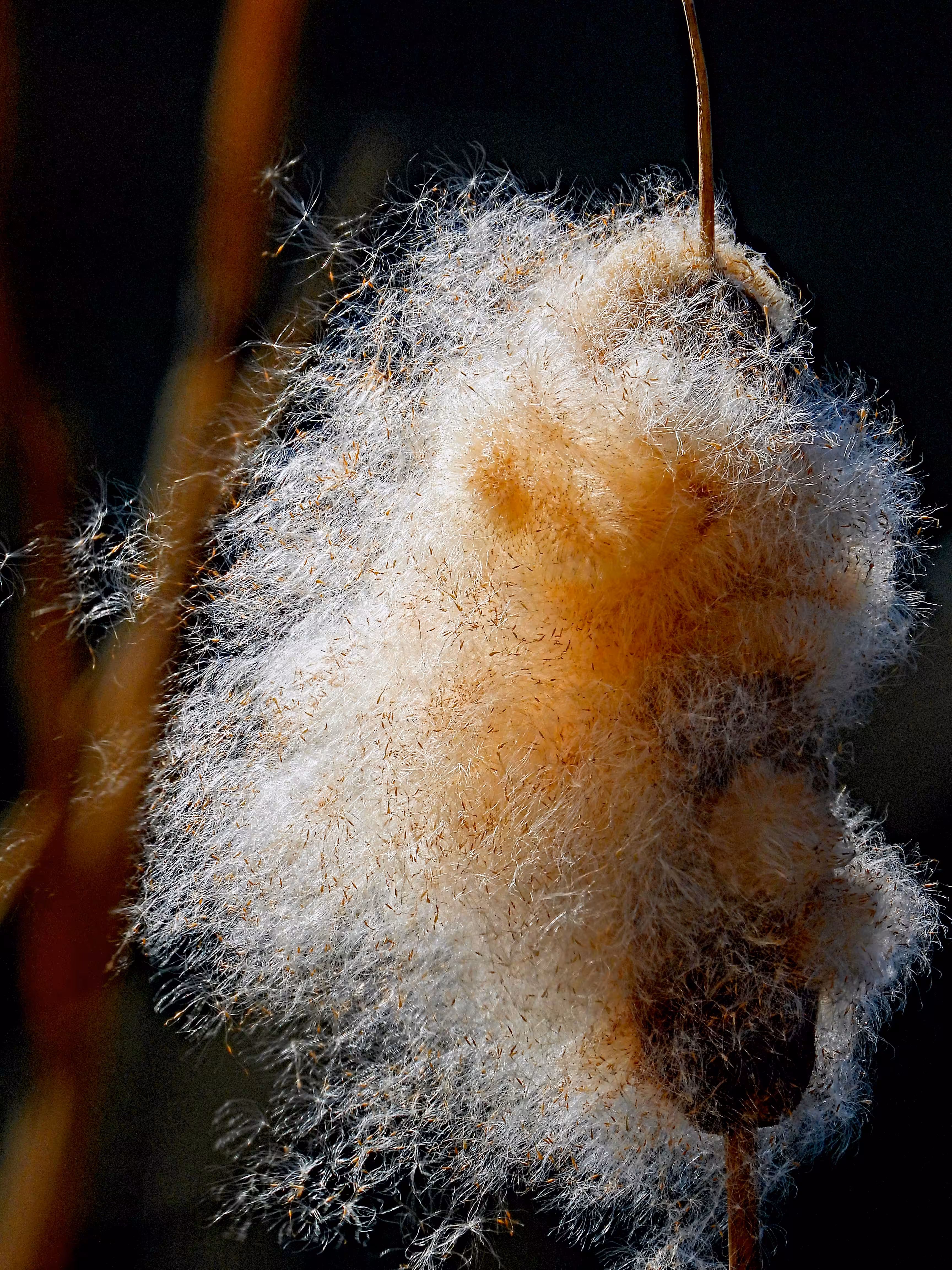 Typha Latifolia