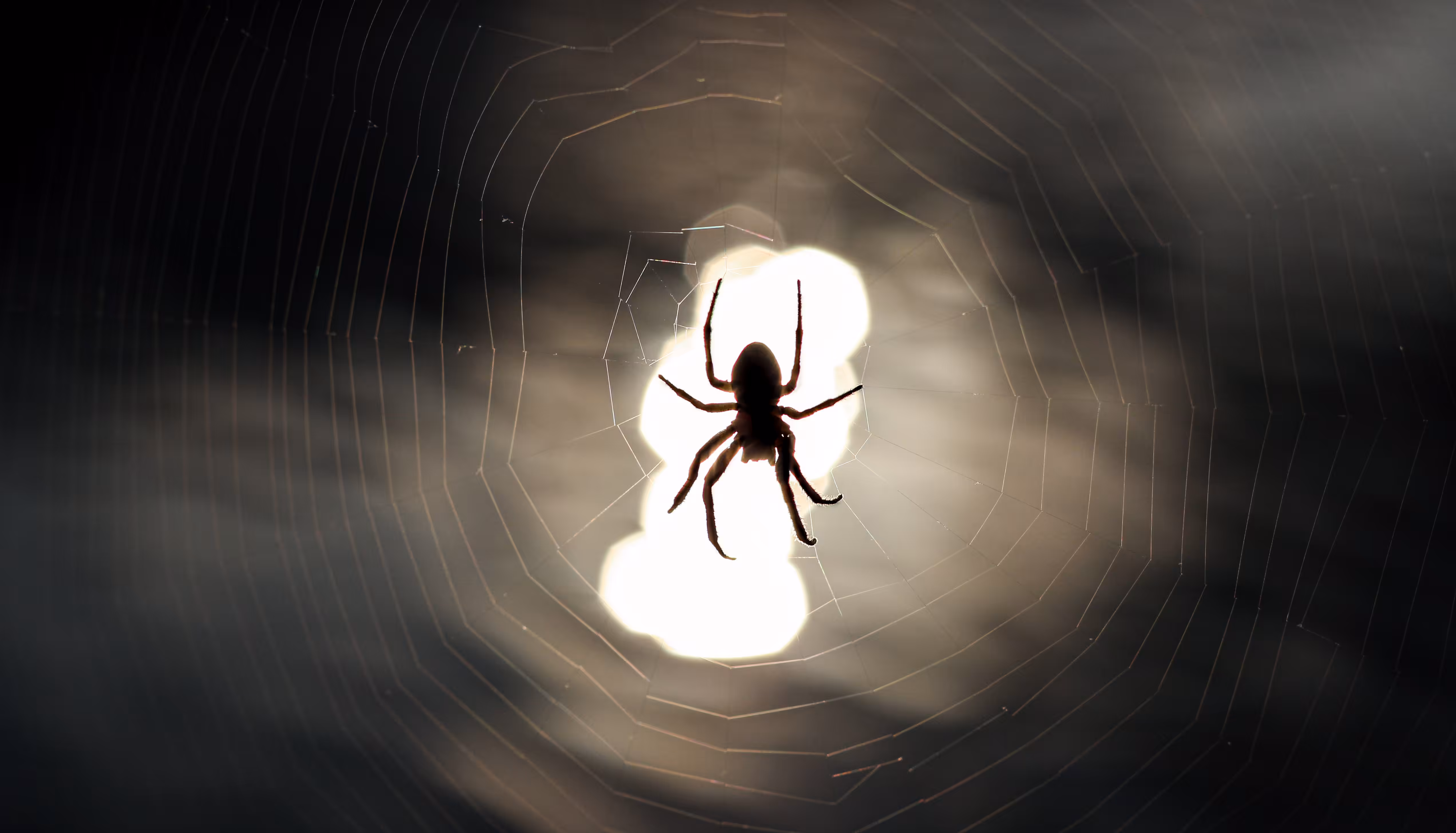 The Spider
