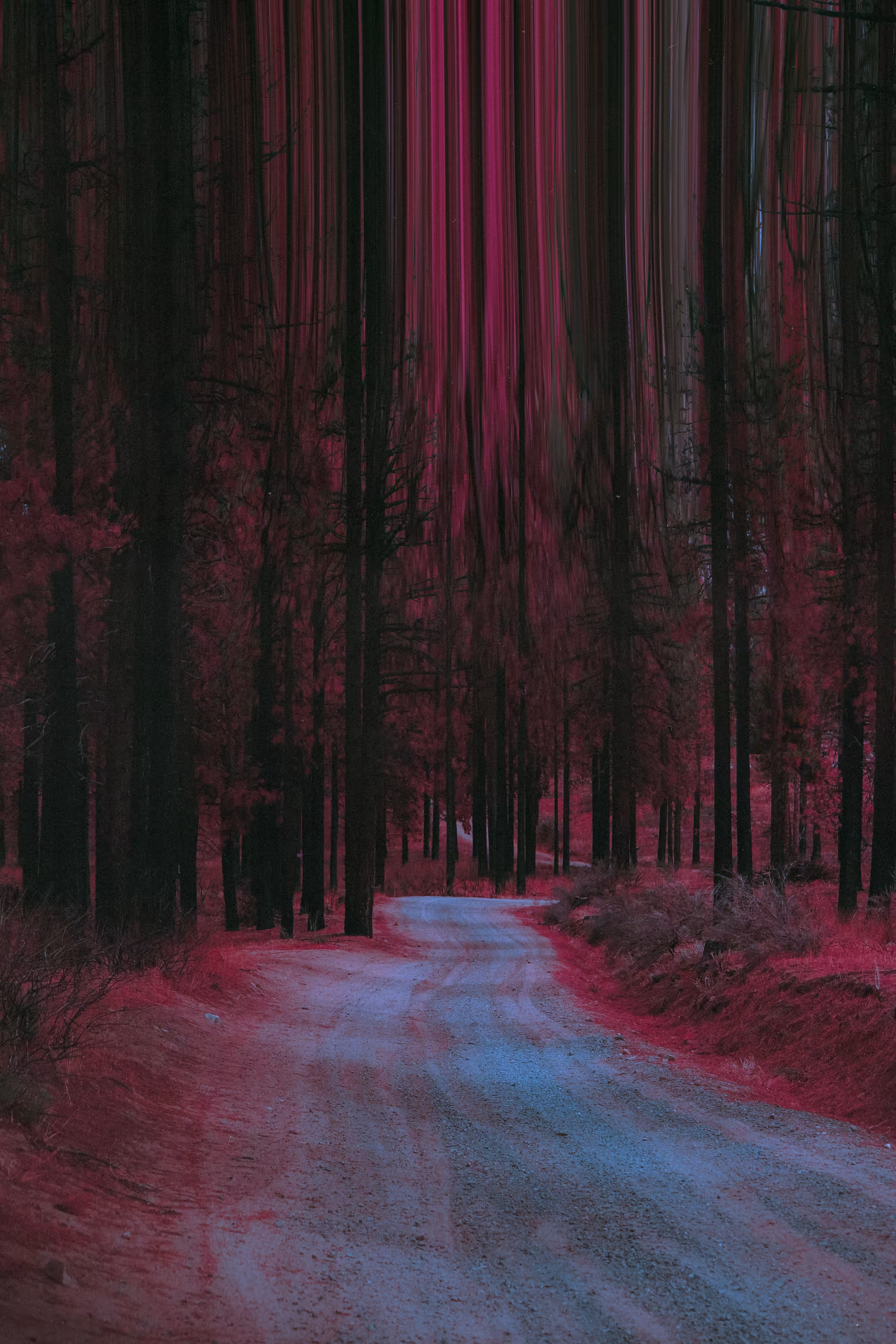 Talking to the Trees