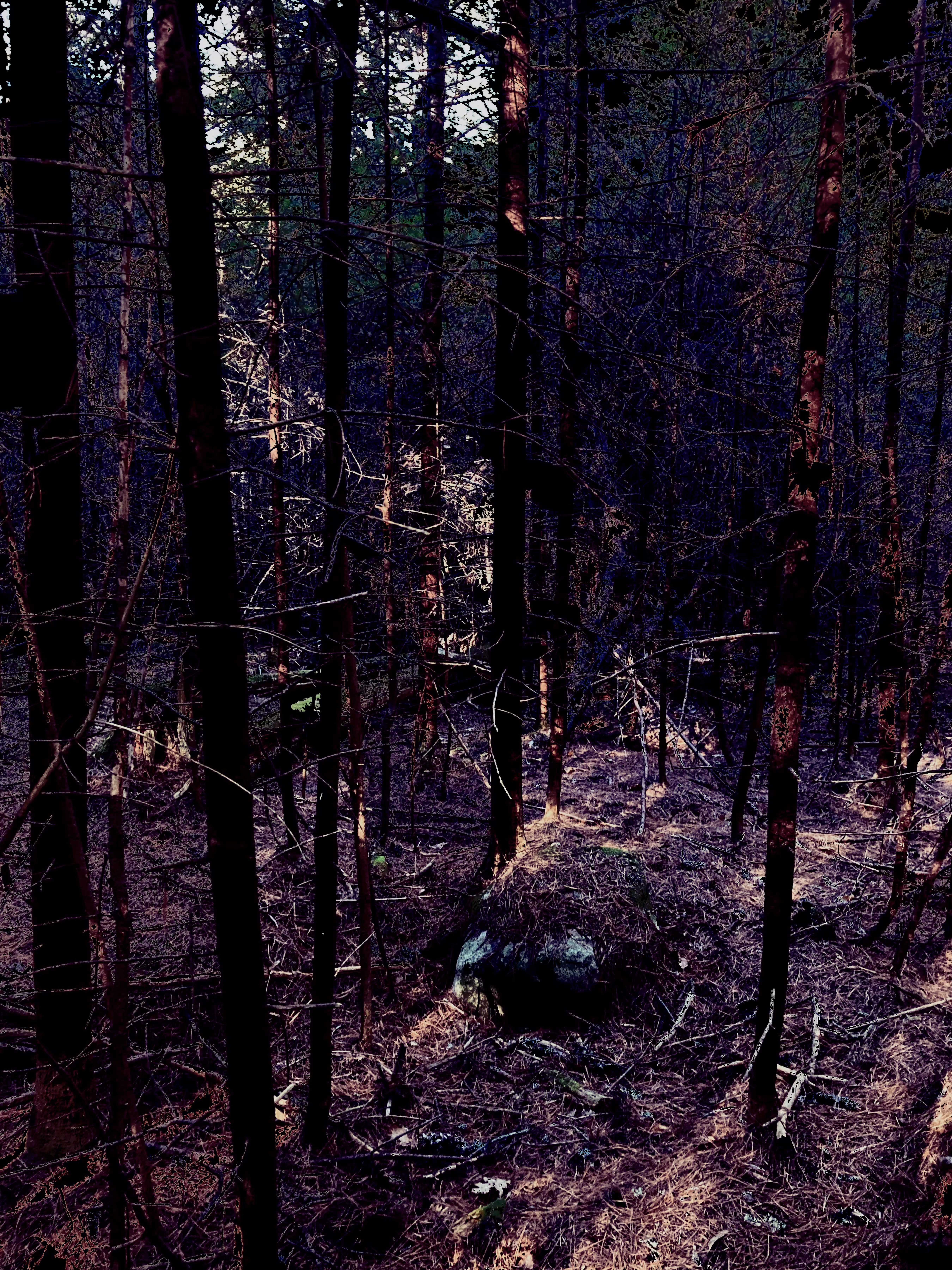 this is not a forest