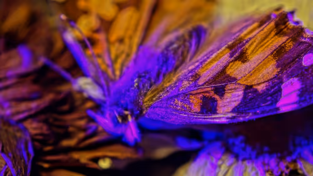 Painted Lady Summer II