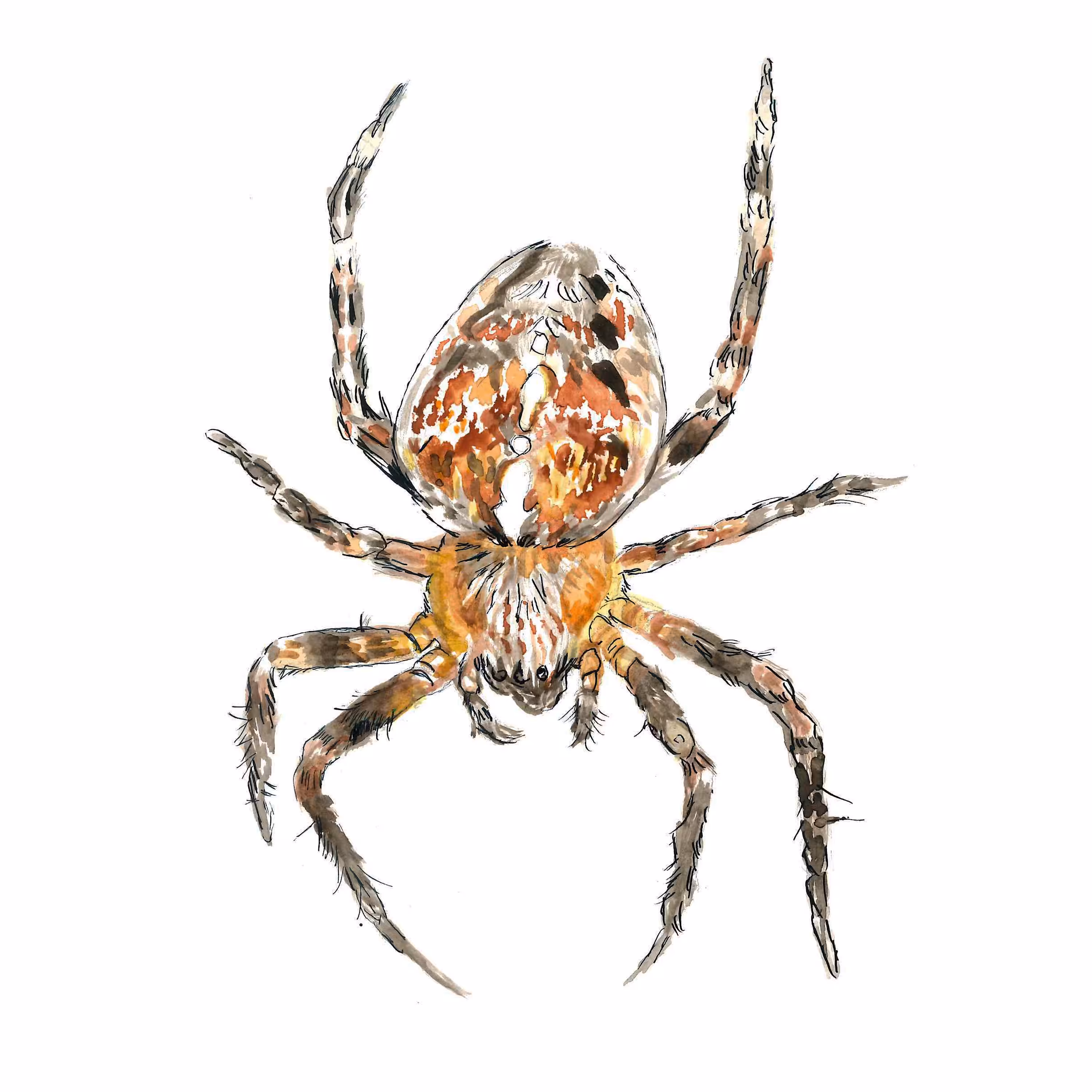 Garden Spider