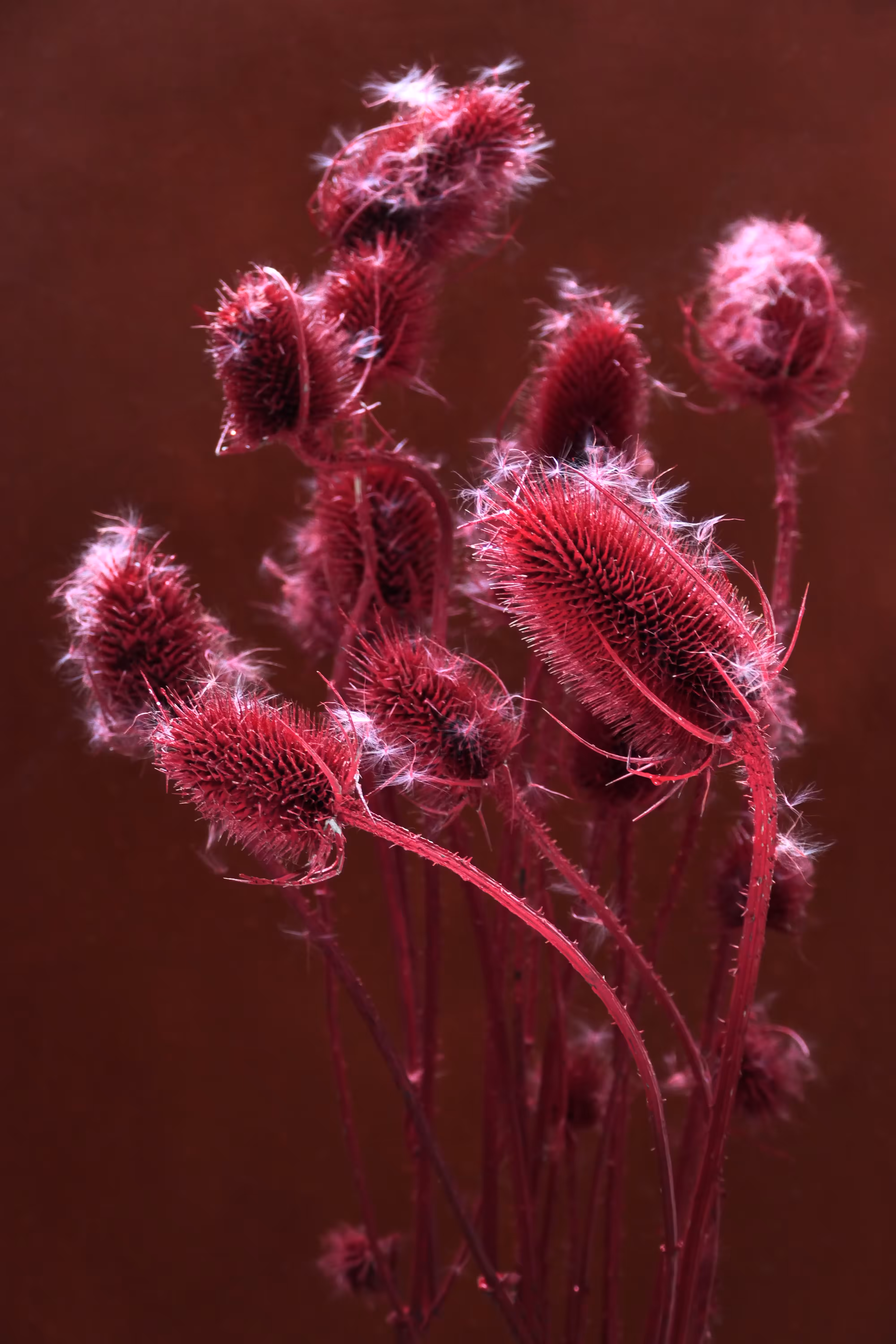 Still Life.22