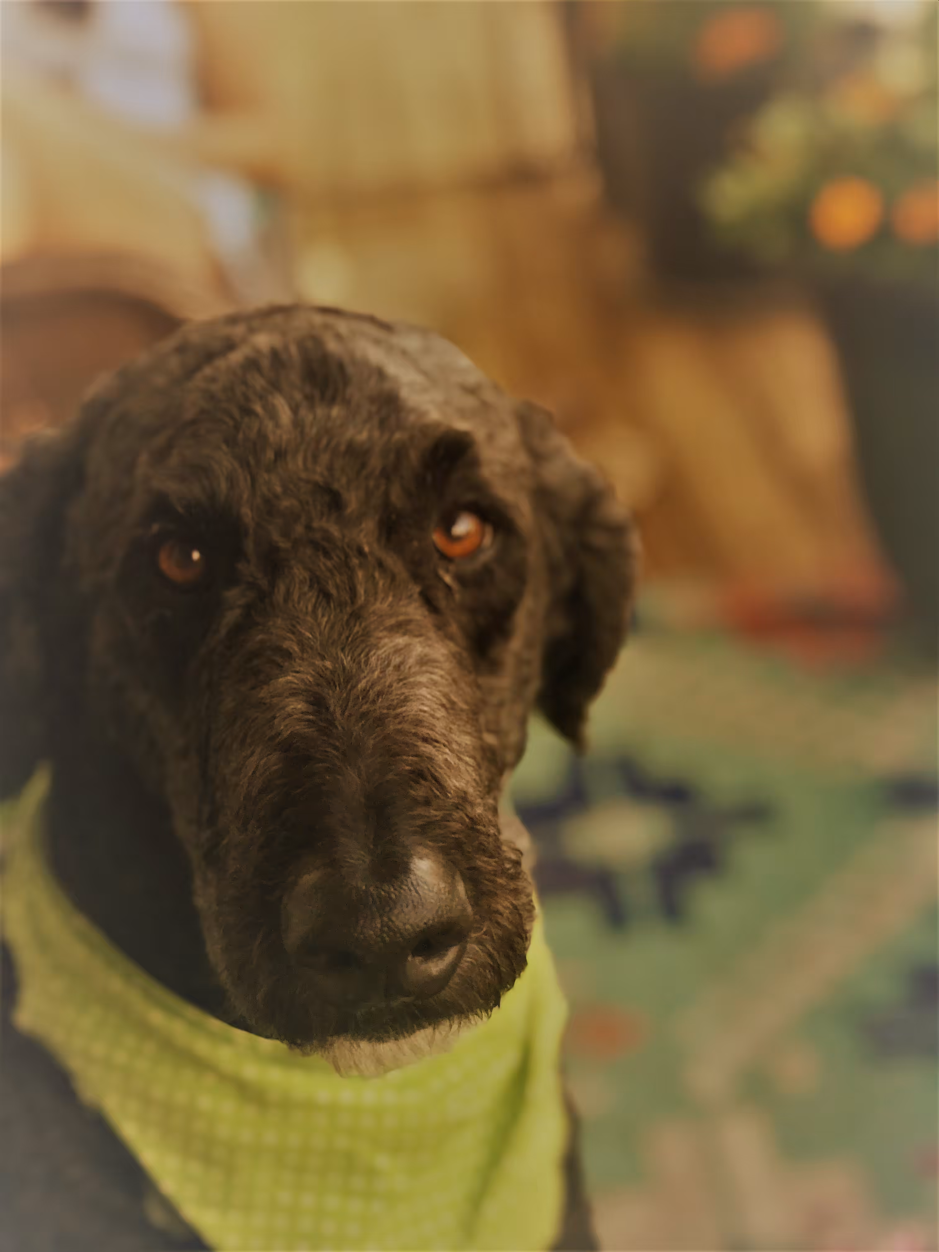 Doge
