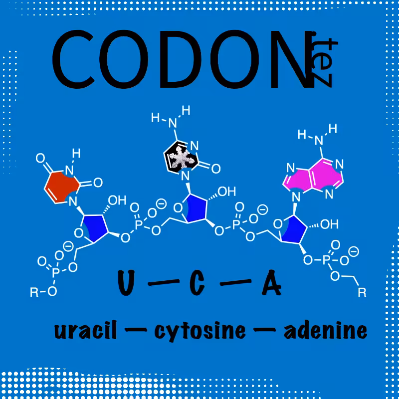 Codon Minter #1