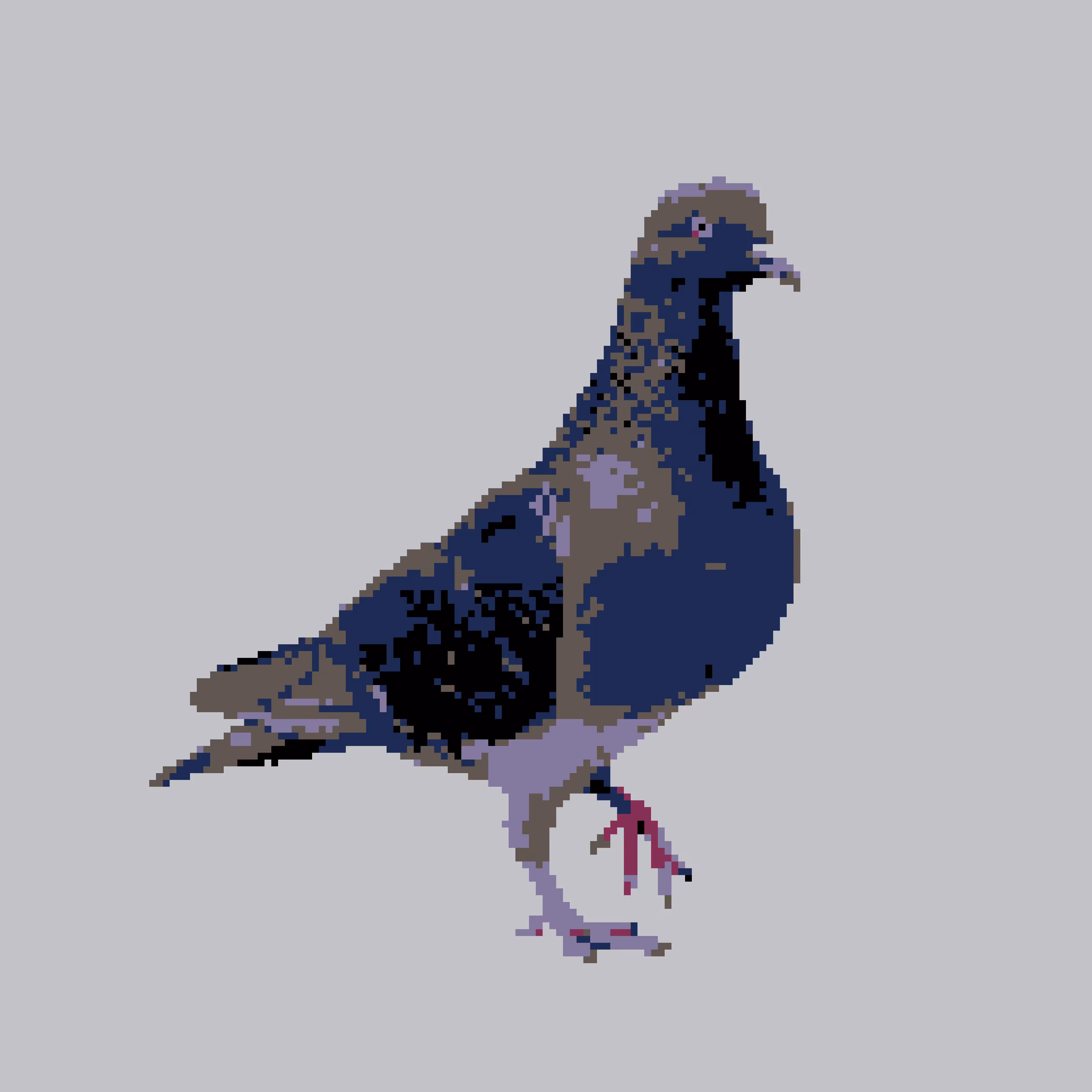 piigeon
