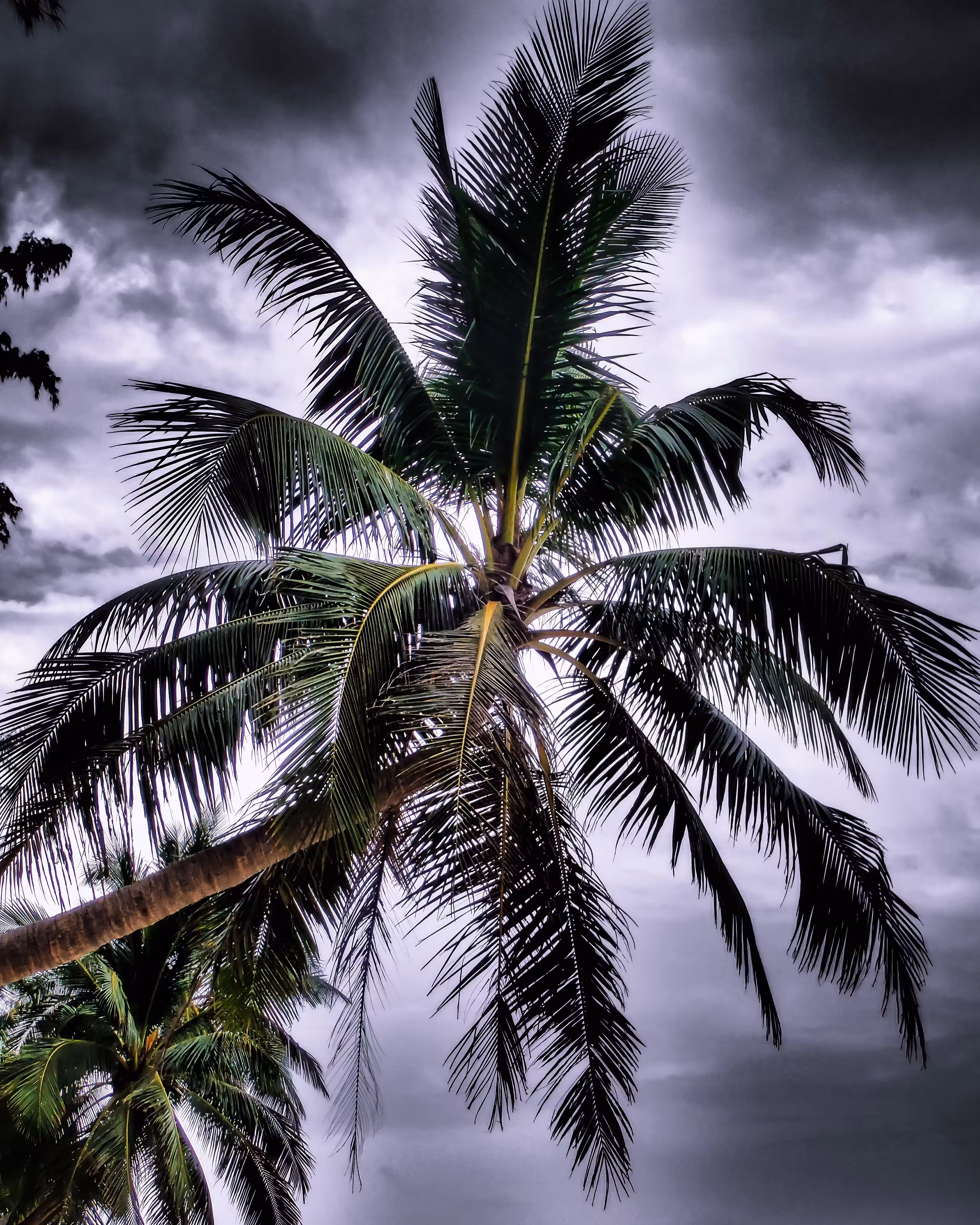 Palm in the darkness