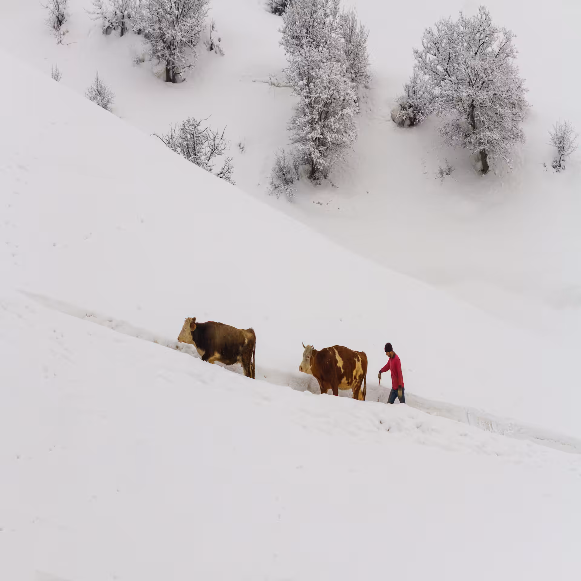 White Horizontal