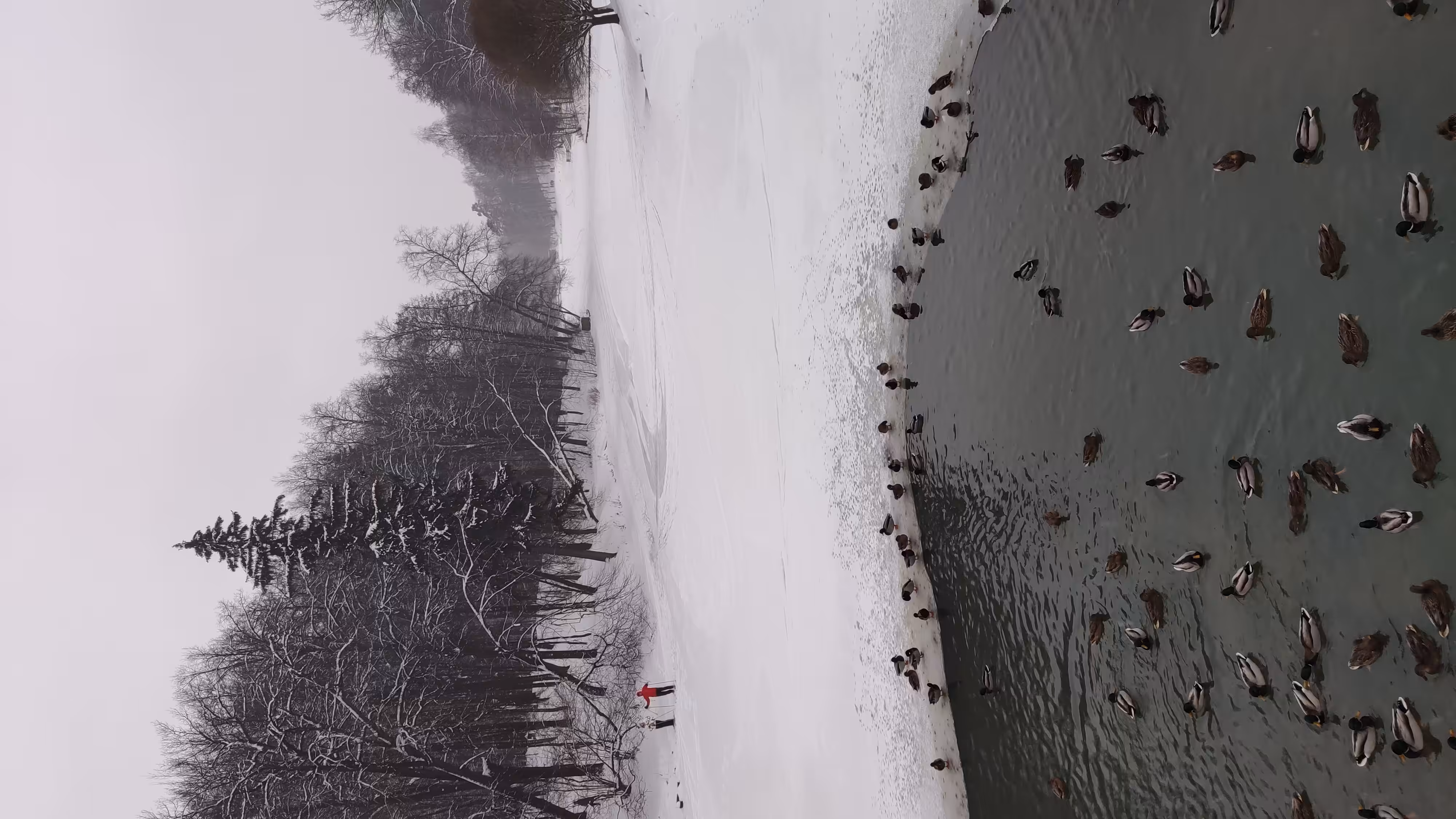 78 ducks