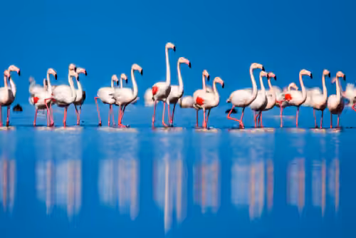 Migratory Birds #23