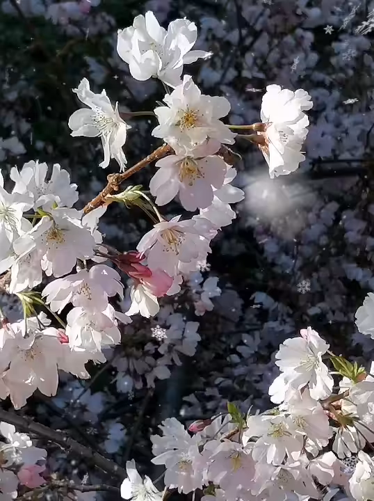 Cristals spring 