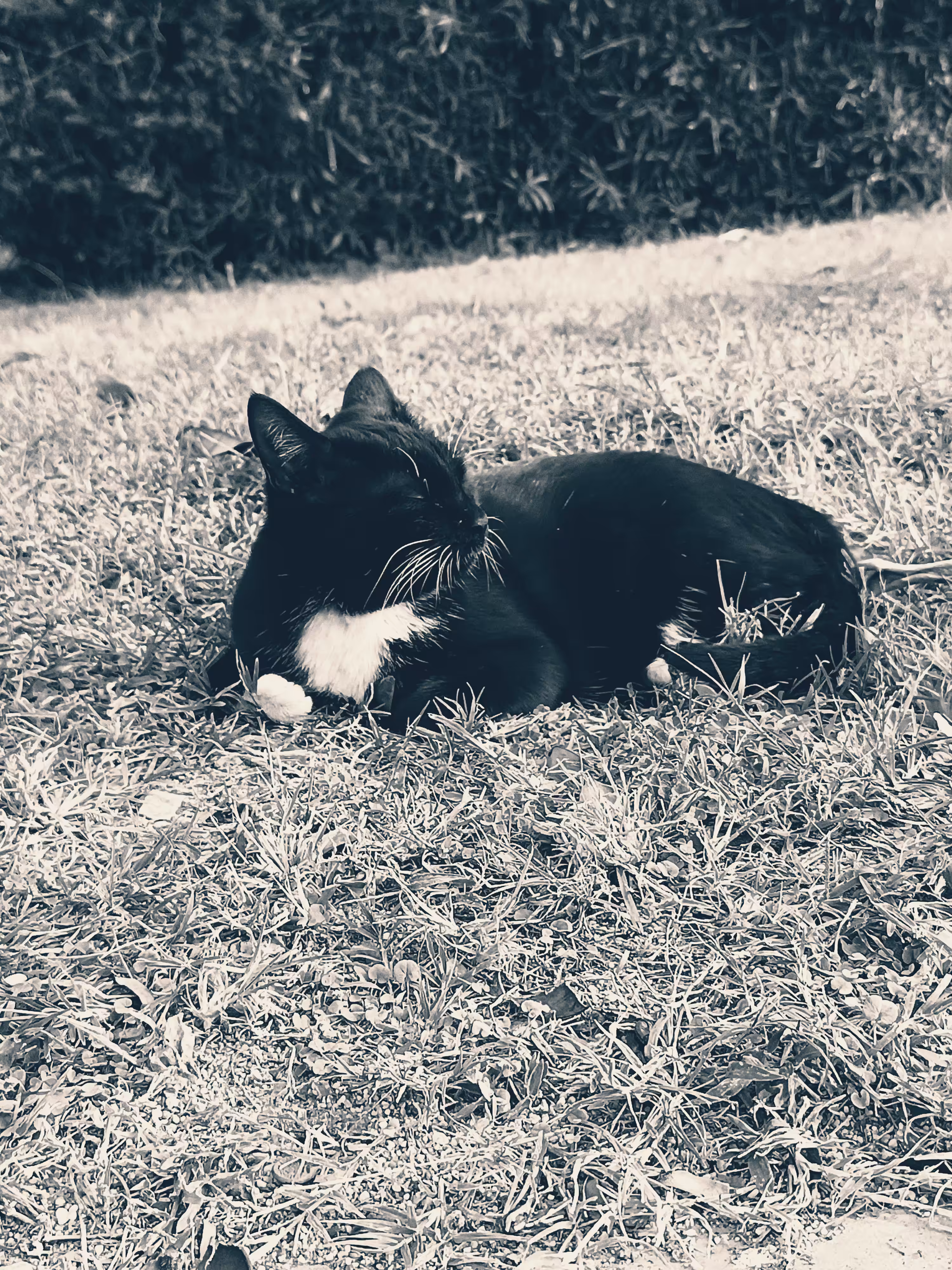 A sleeping cat!