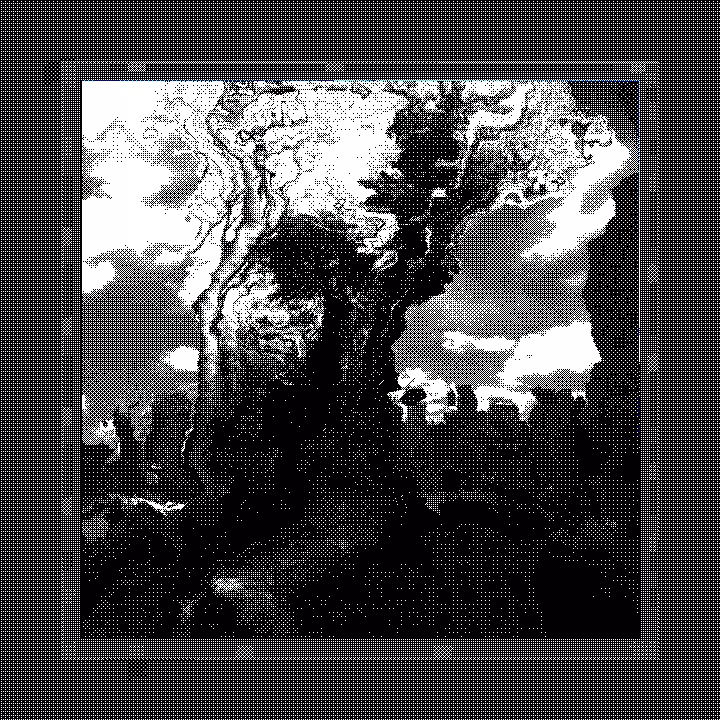 THE MONO LAST TREE IN THE CITY