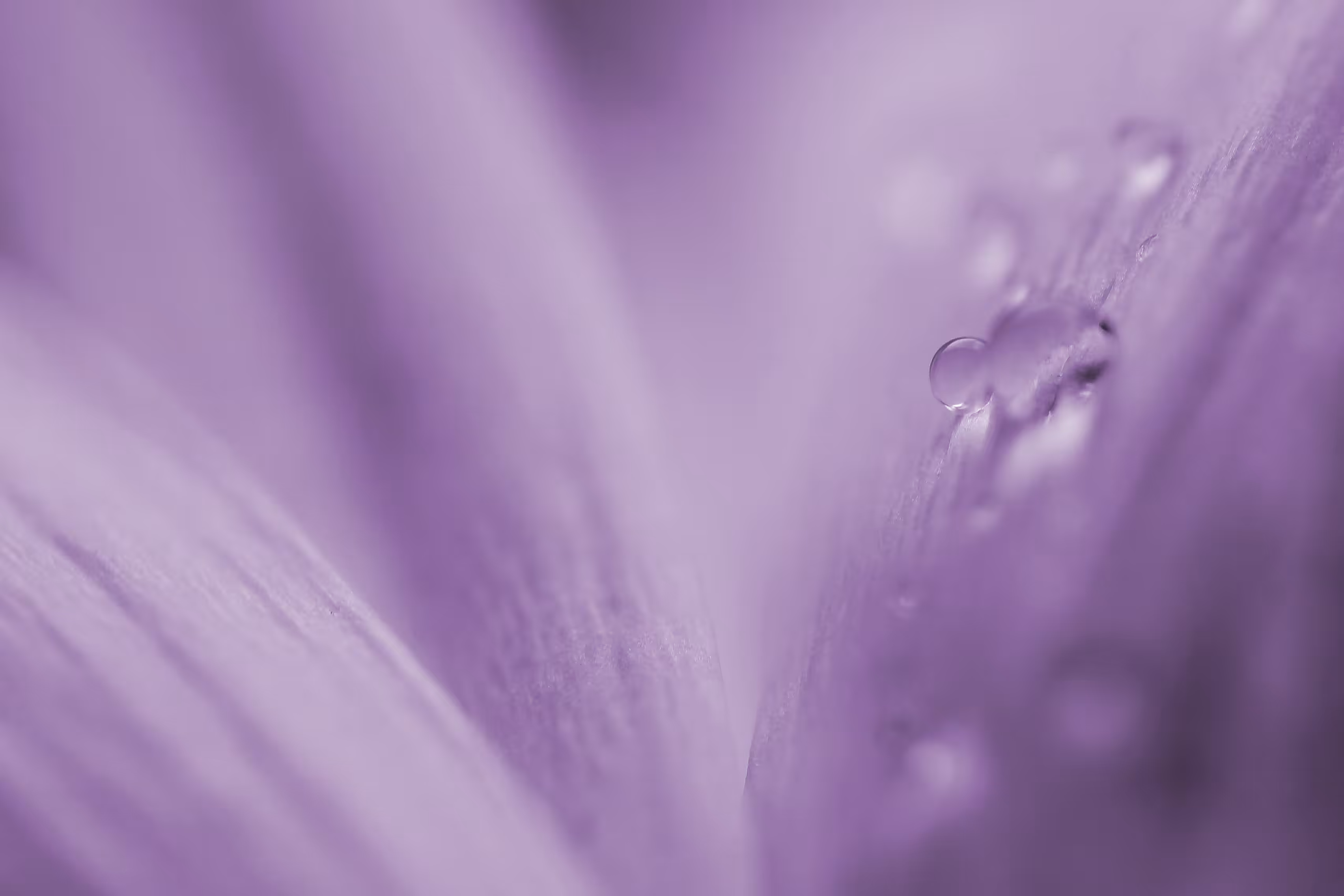 Flora 31