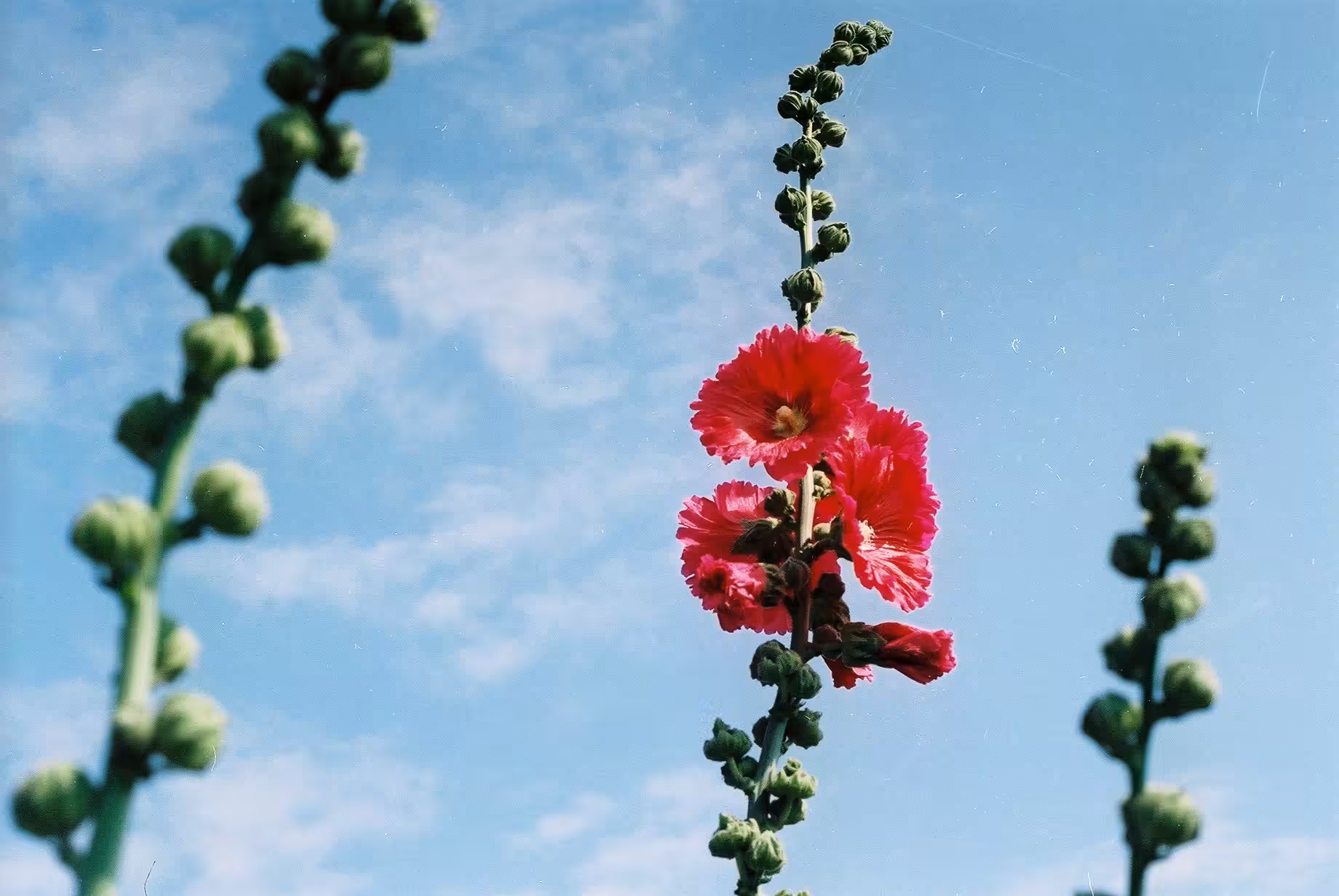 Hollyhocks_Sky
