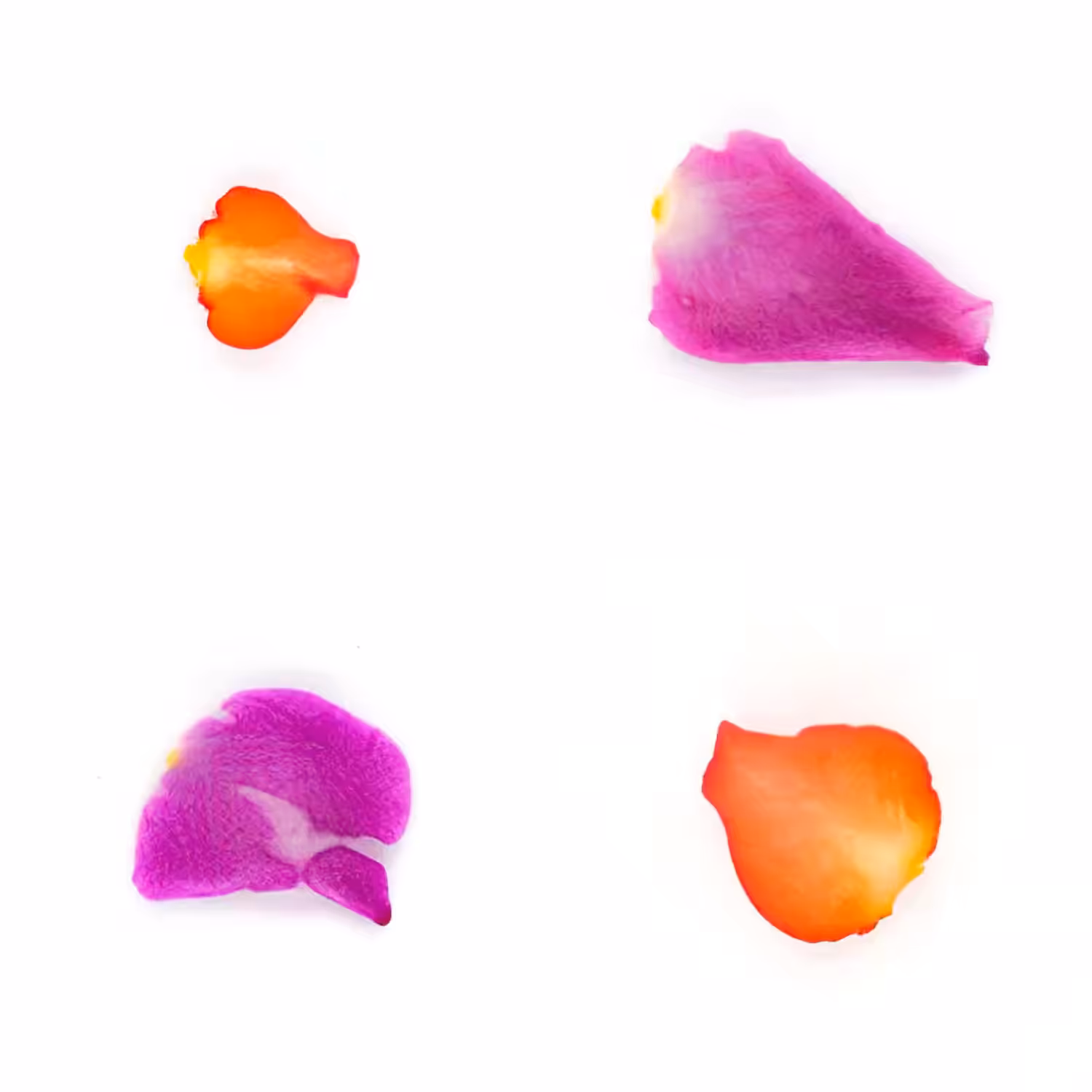 Infinite Petals 2x2#20539