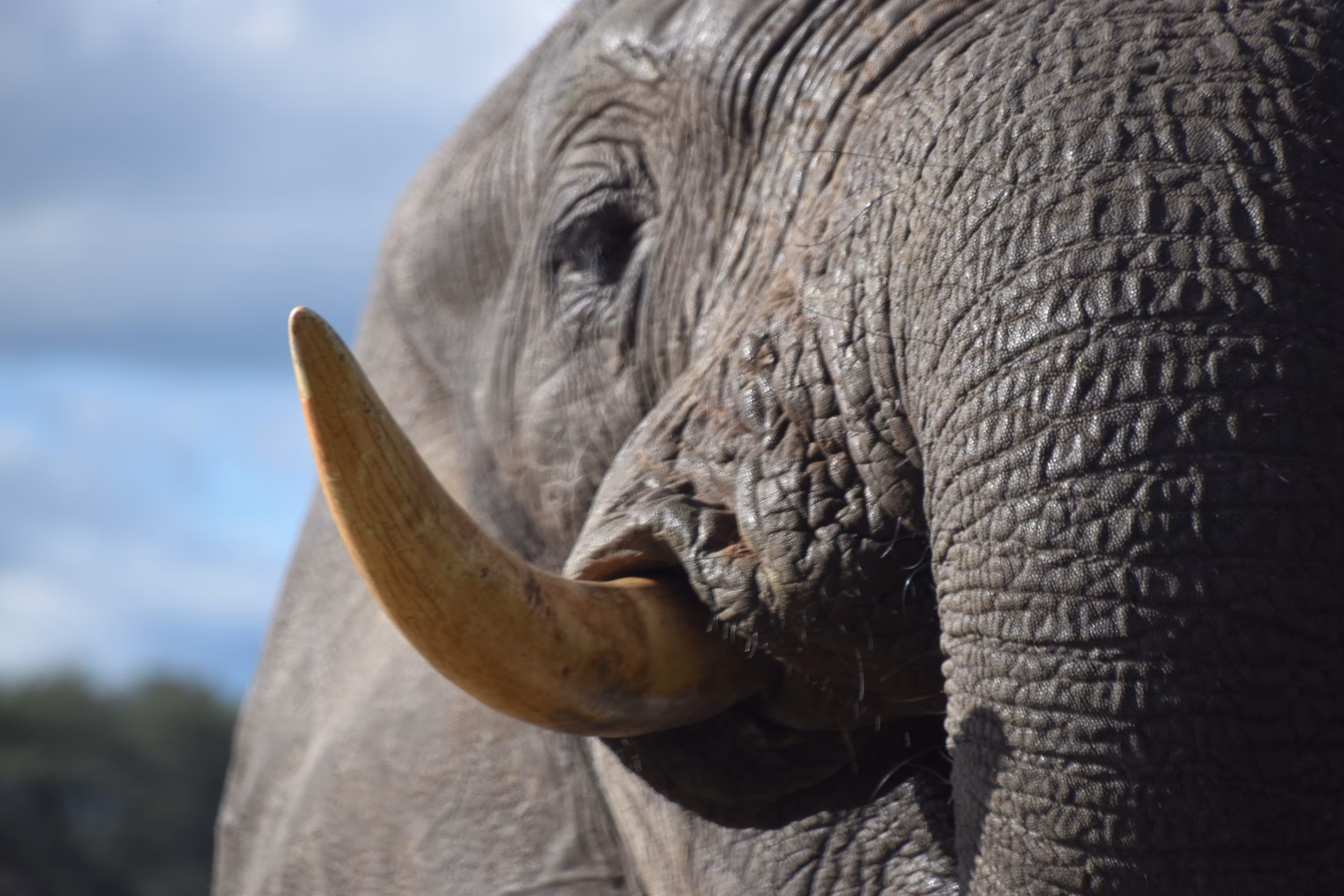 Wildlife in Africa: right tusk, up close with an ellie 