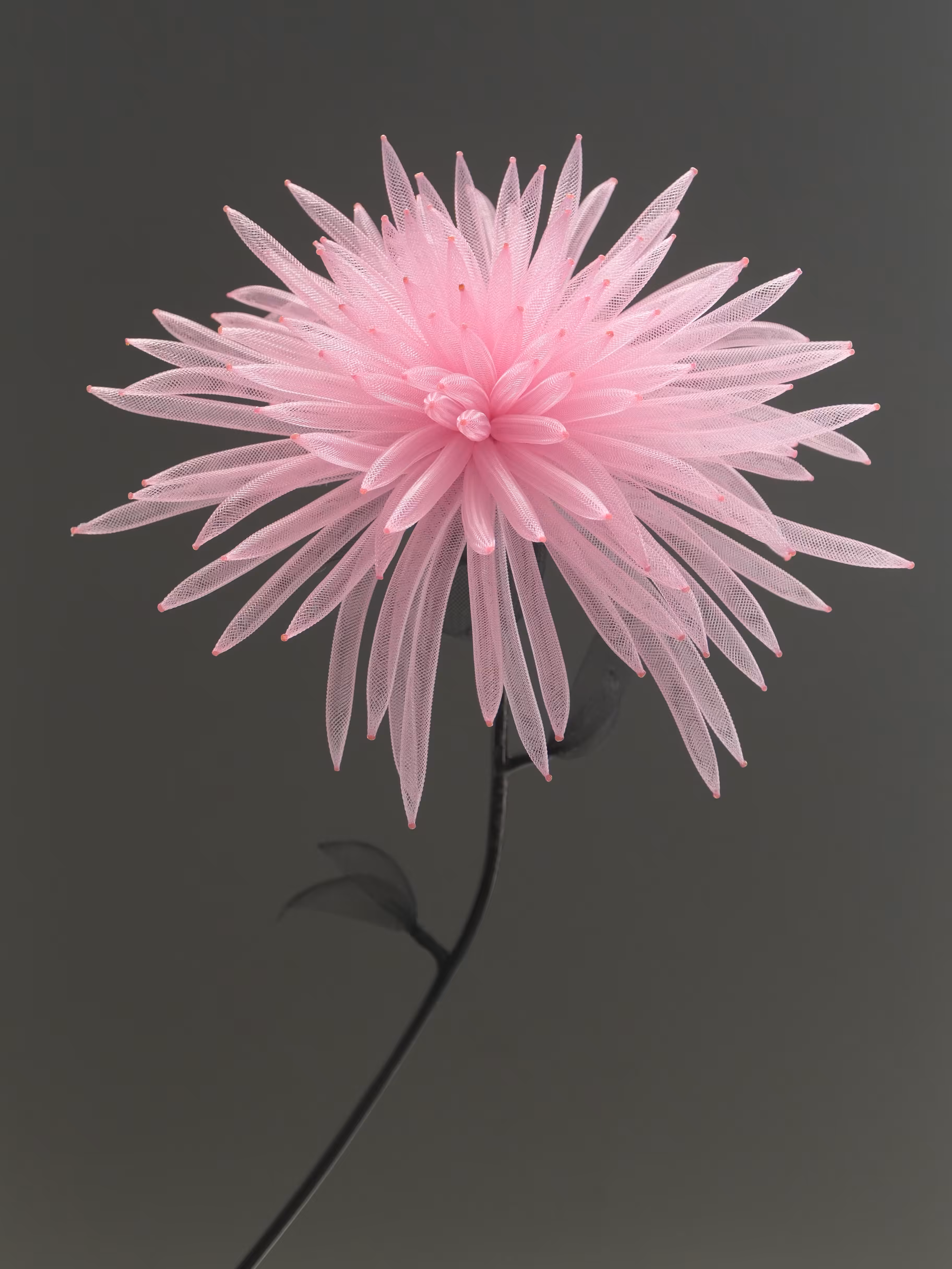 Fleurs d'Artifice (Dahlia)