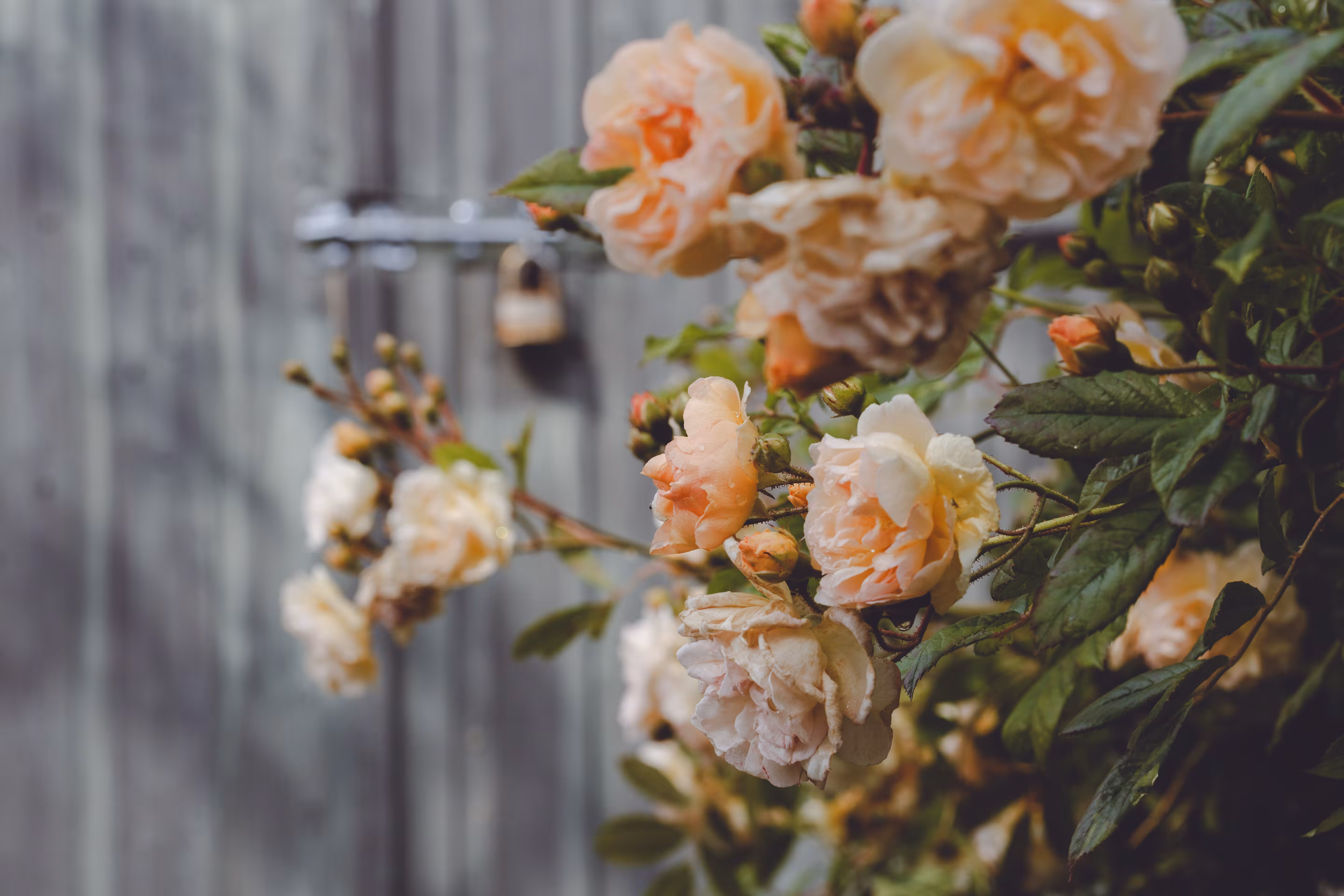 Behind the Bloom