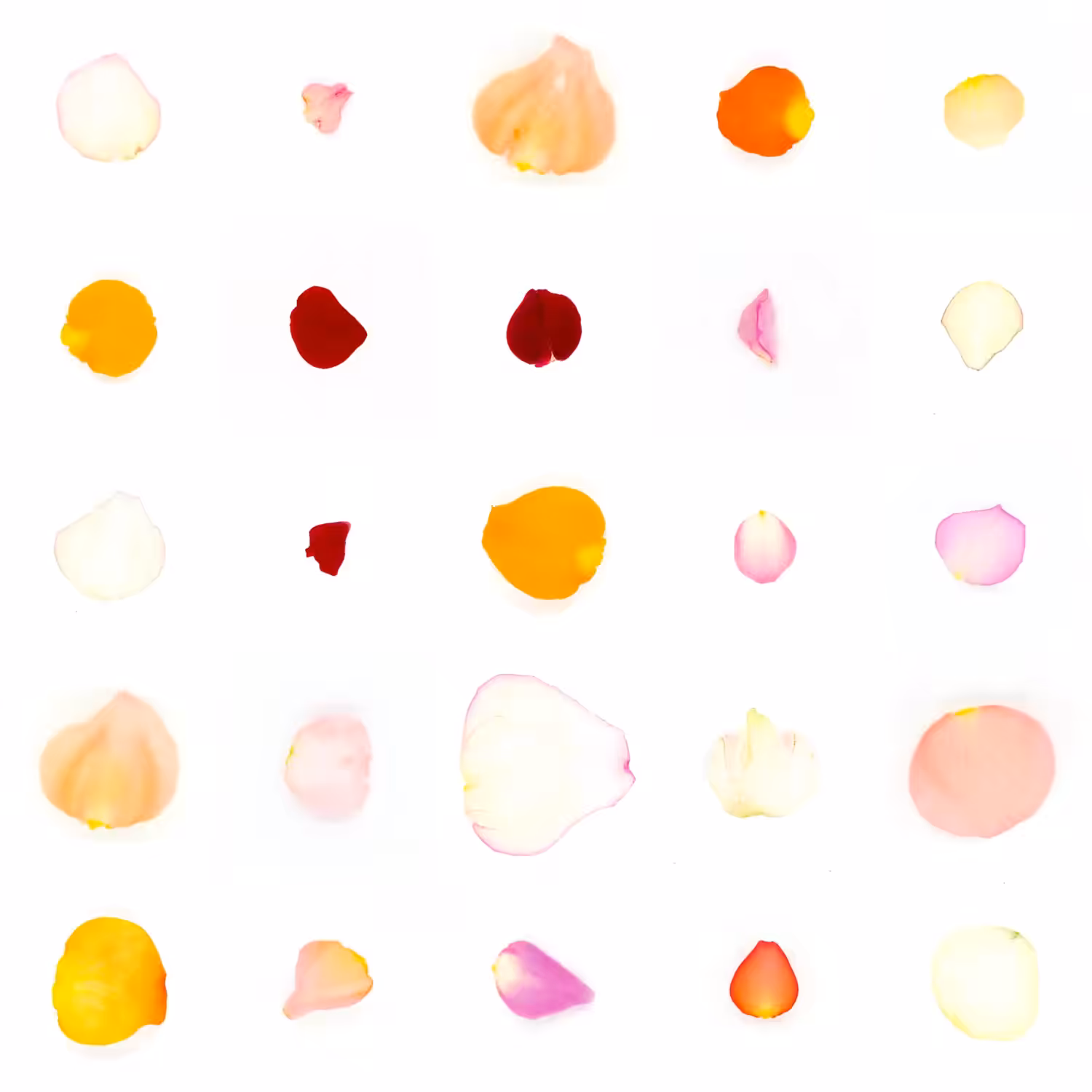 Infinite Petals 5x5#20312
