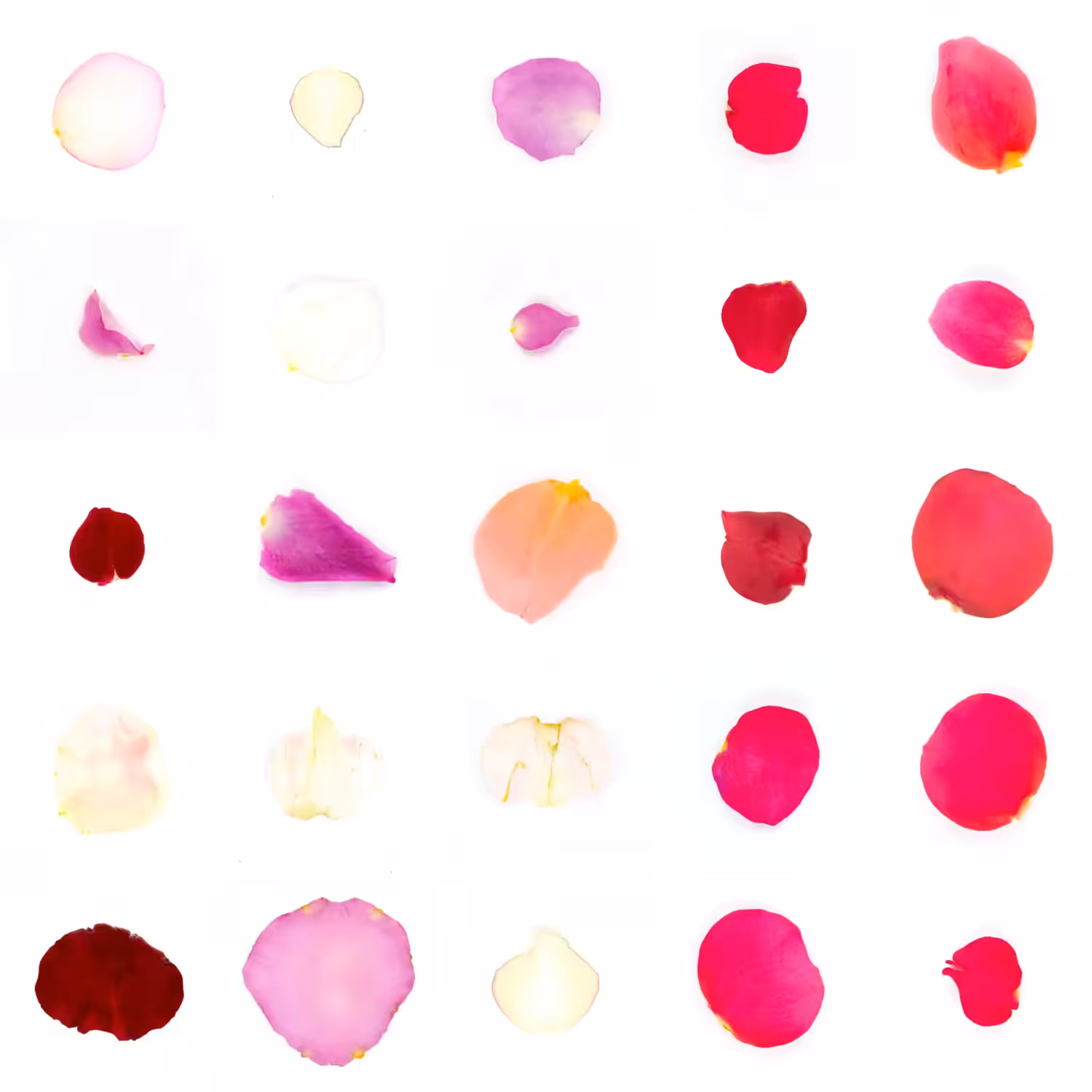 Infinite Petals 5x5#21164