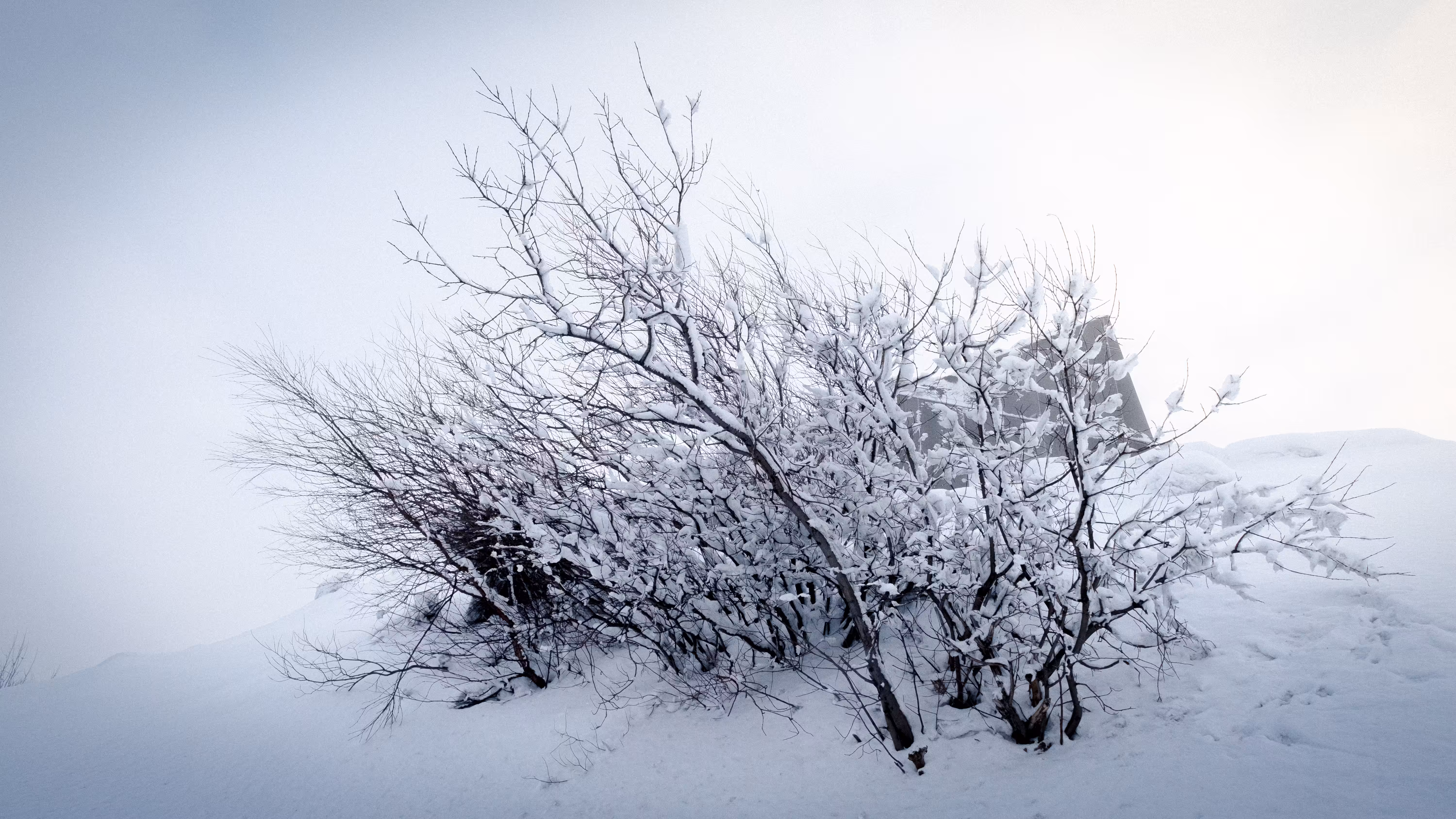 Snow wood
