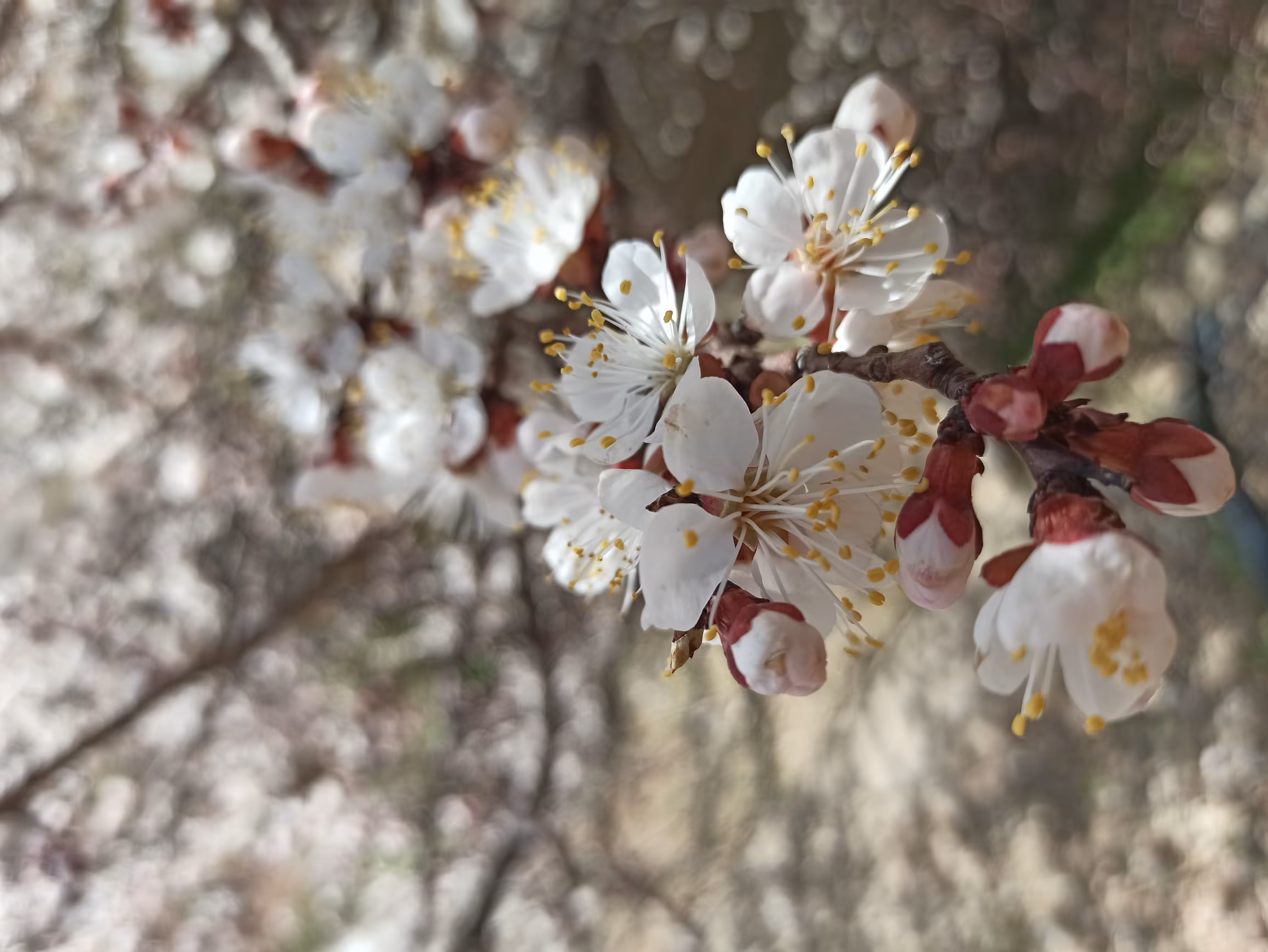beautiful flower