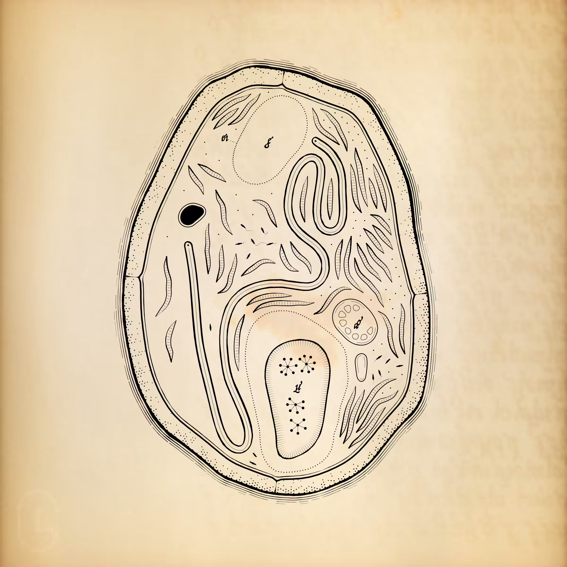 Cytographia #271