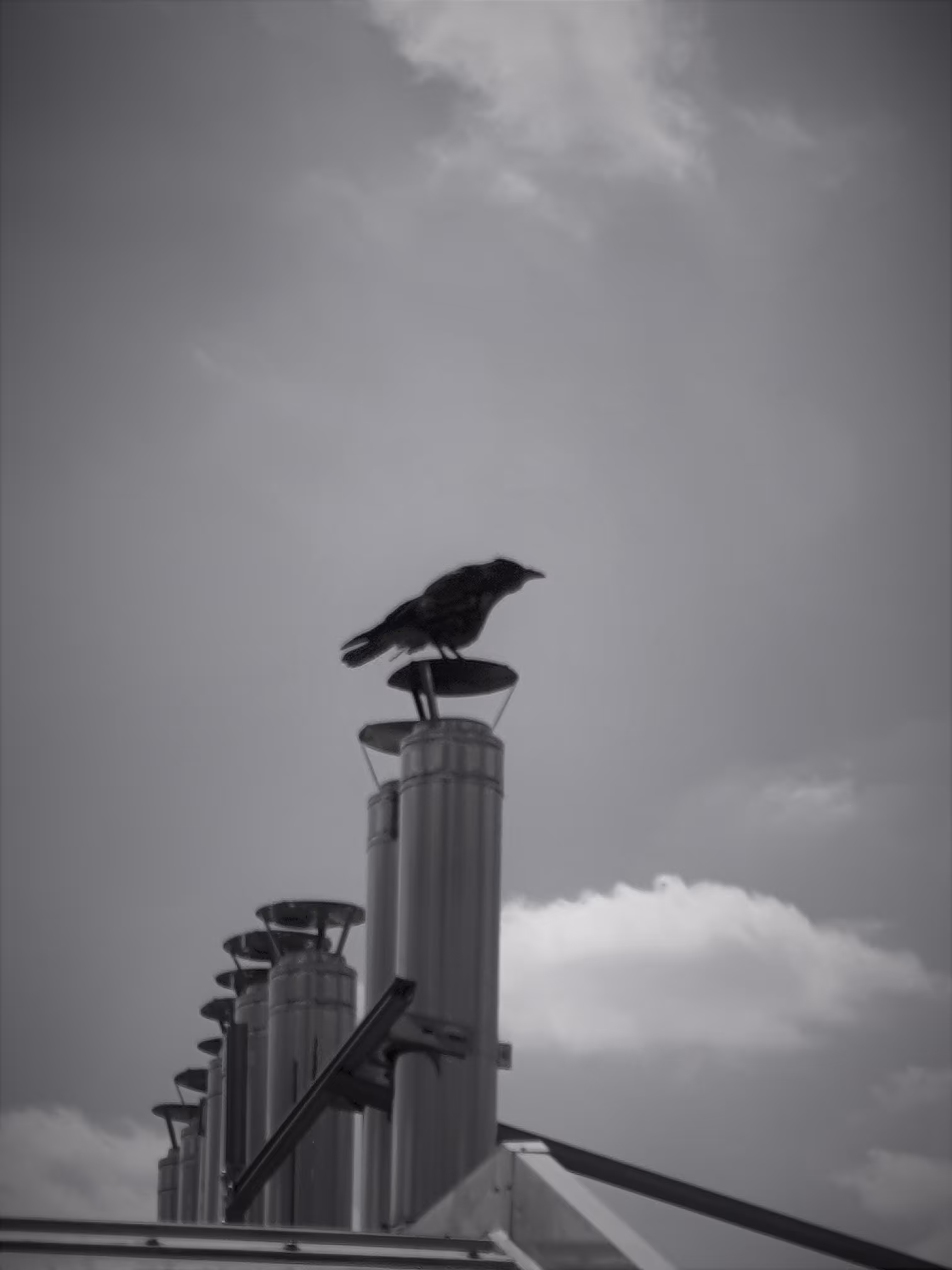 sightseer