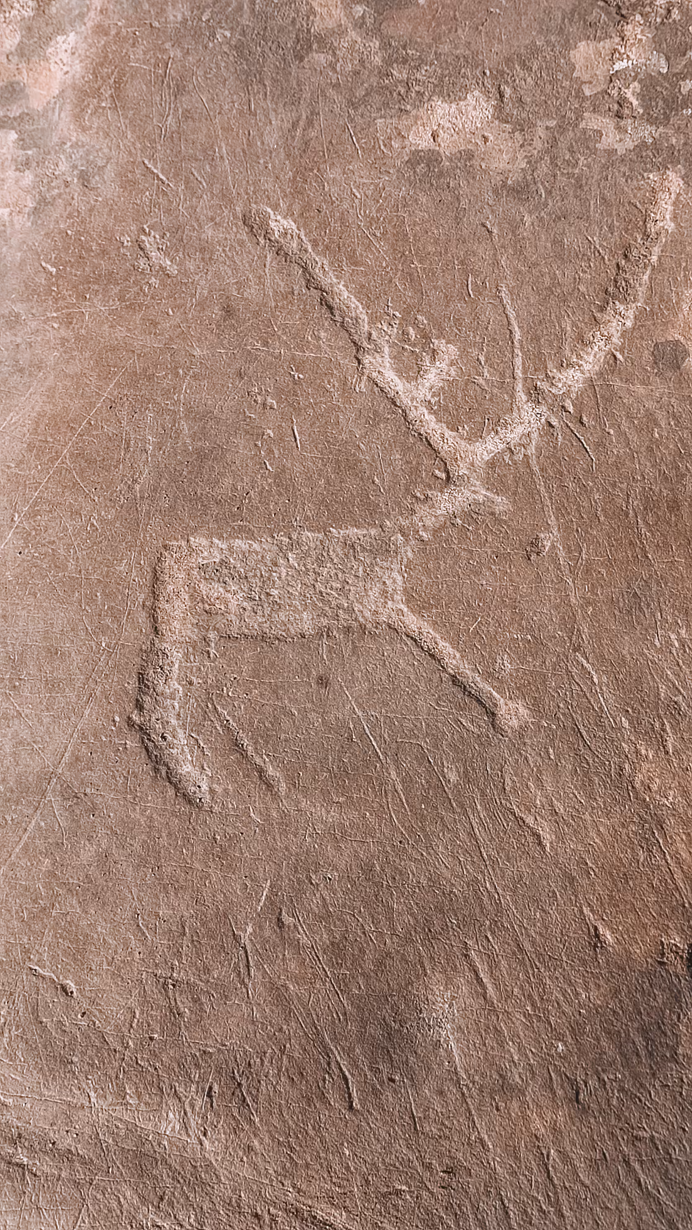  Deer from the past