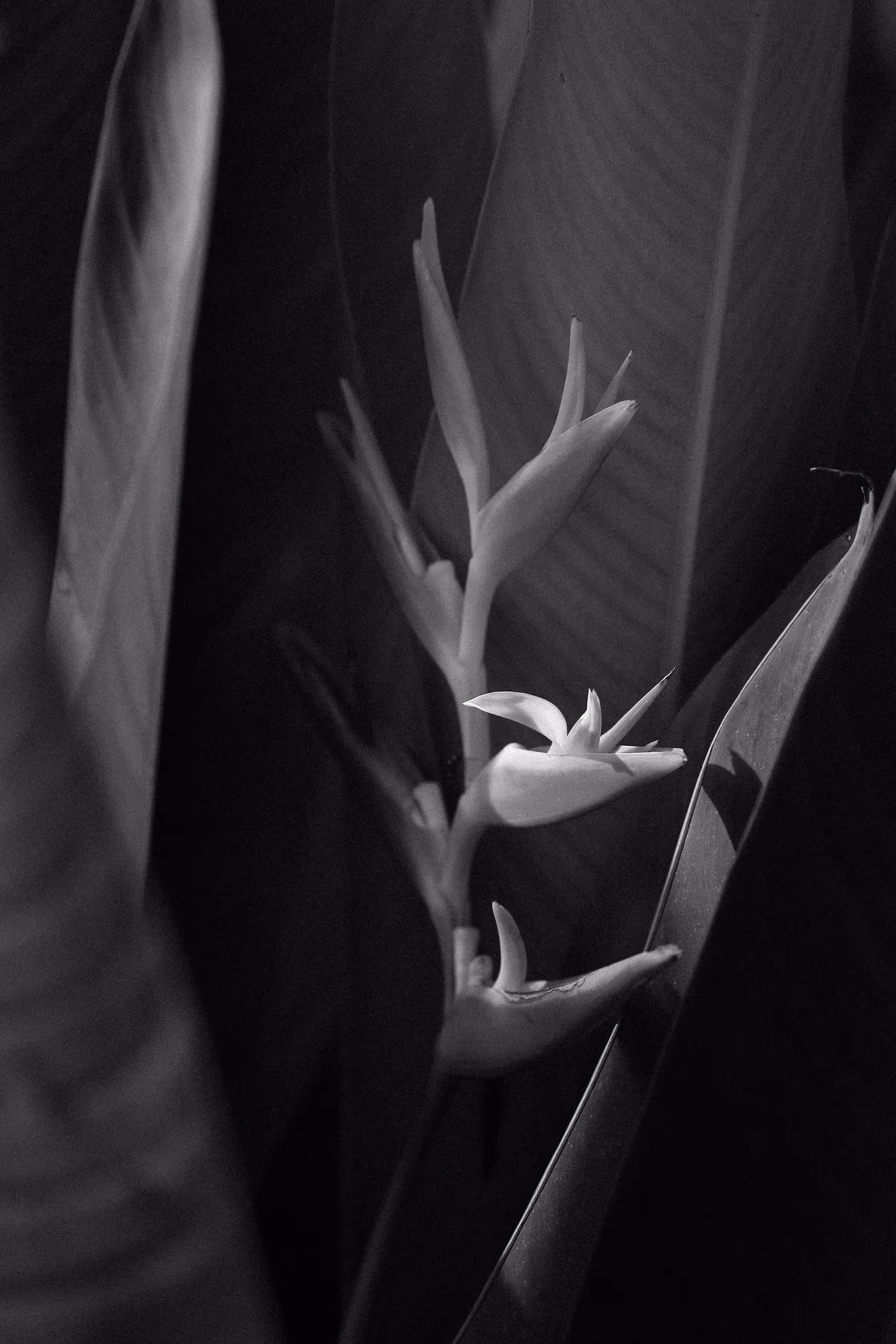 Hidden beauty.