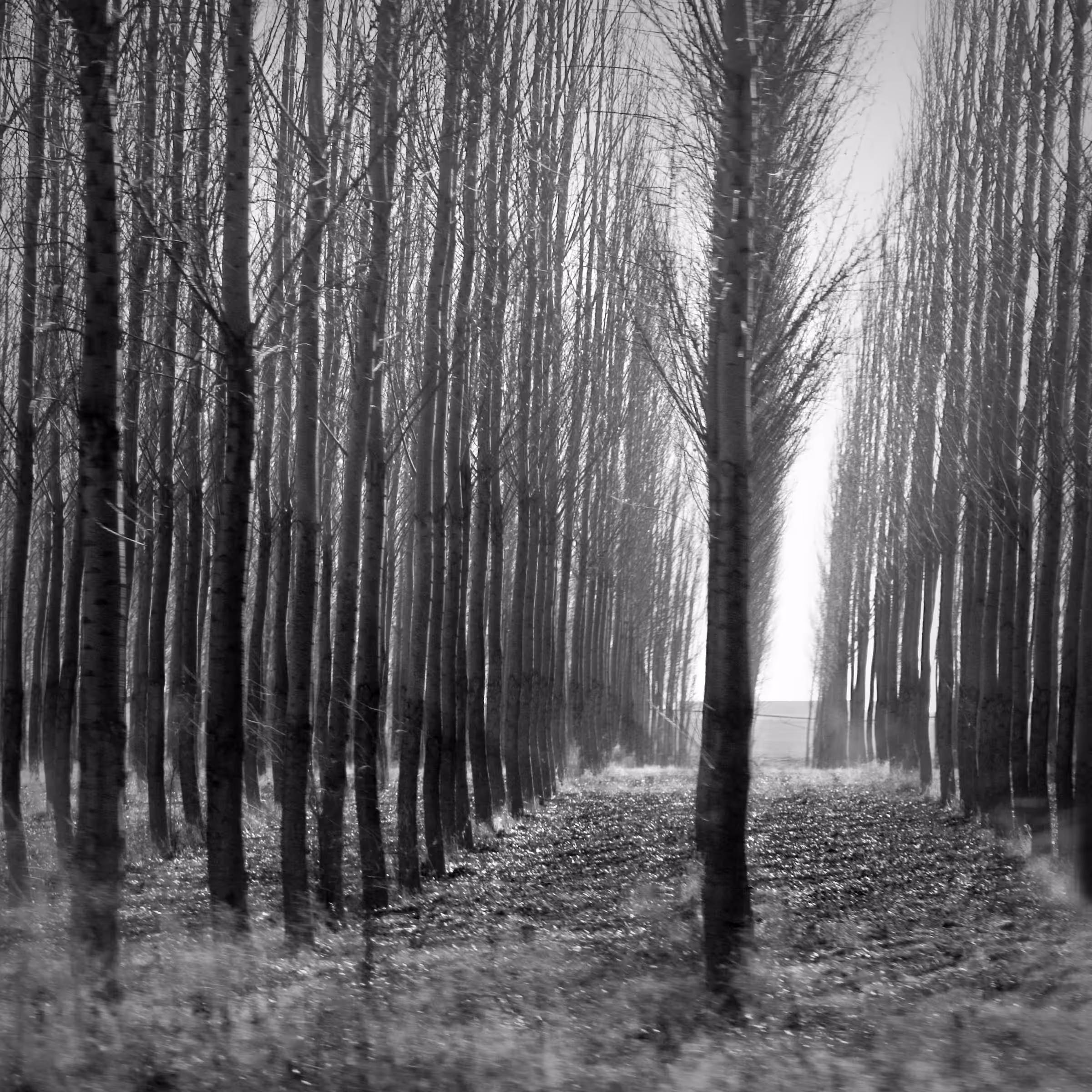 Trees