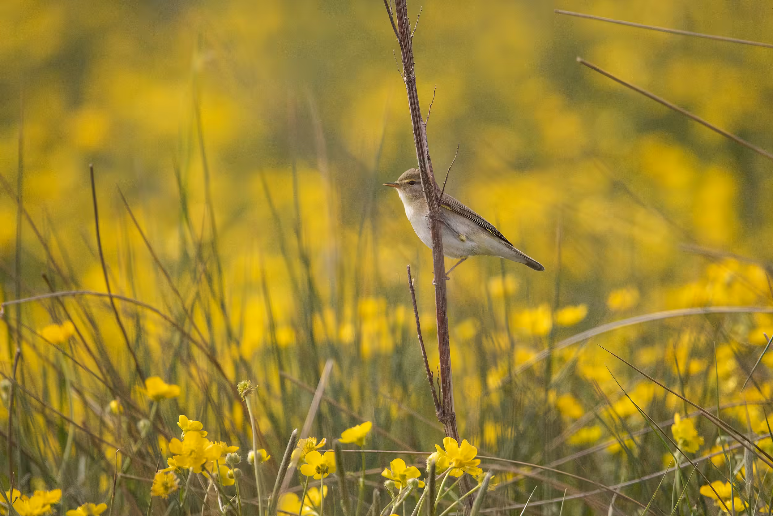 bird into the yellow