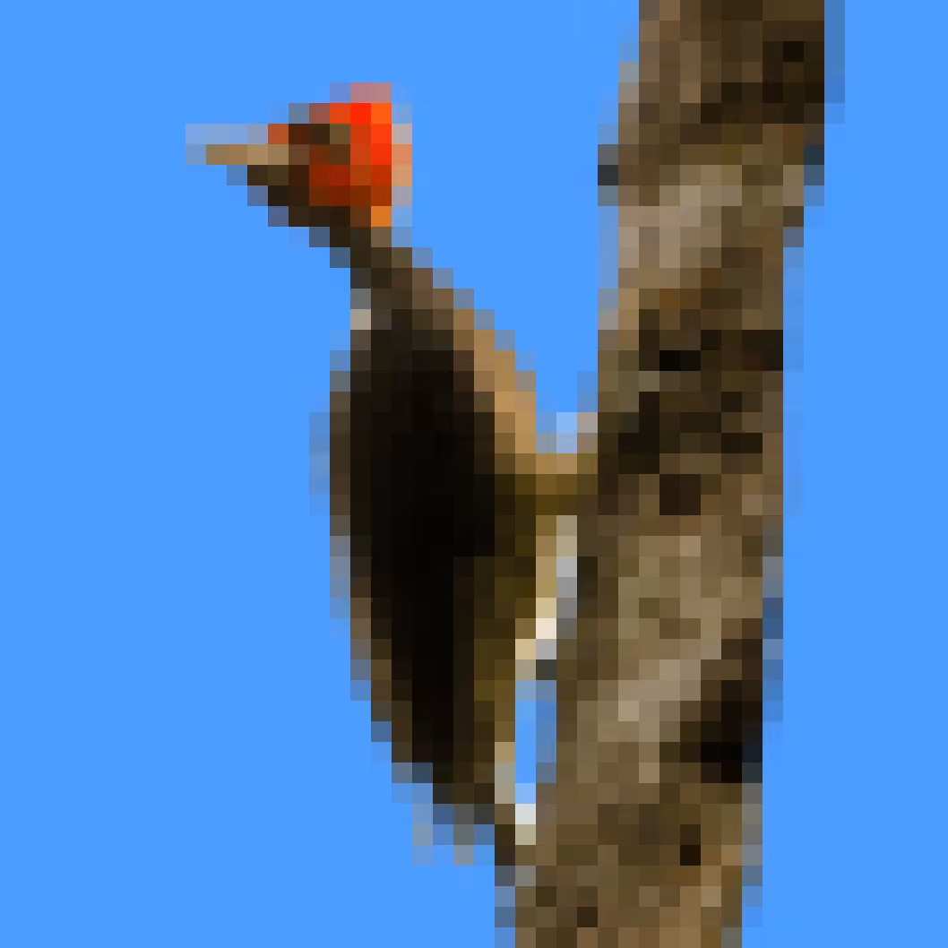 PixlBird #024