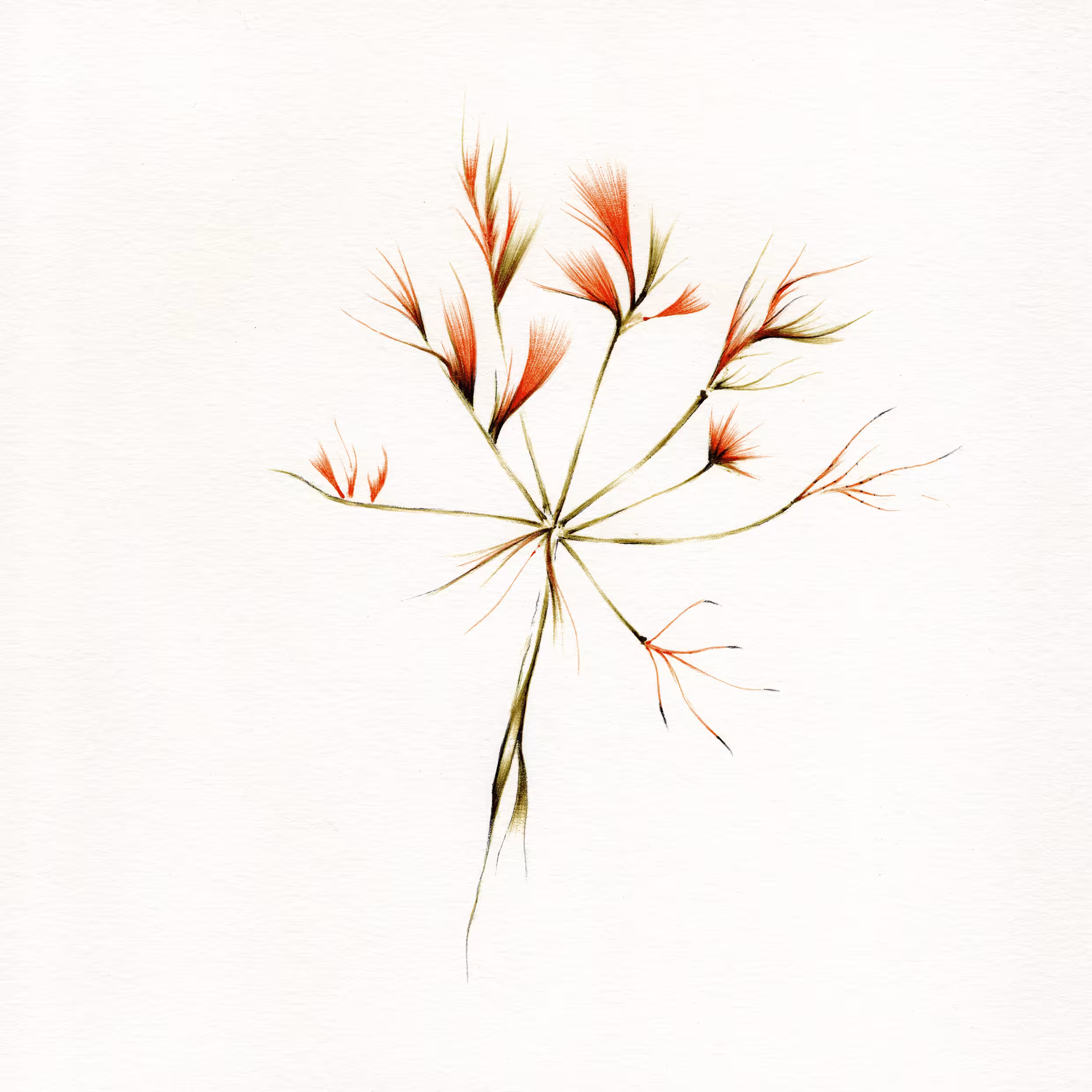 imaginary trees: imaginary tree #2