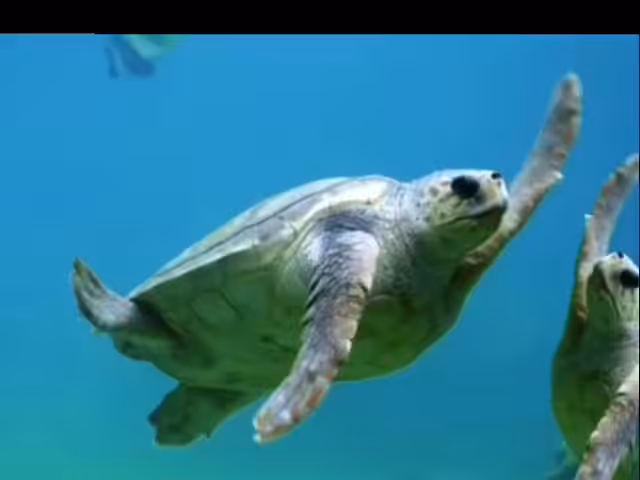 when sea turtles do the high five