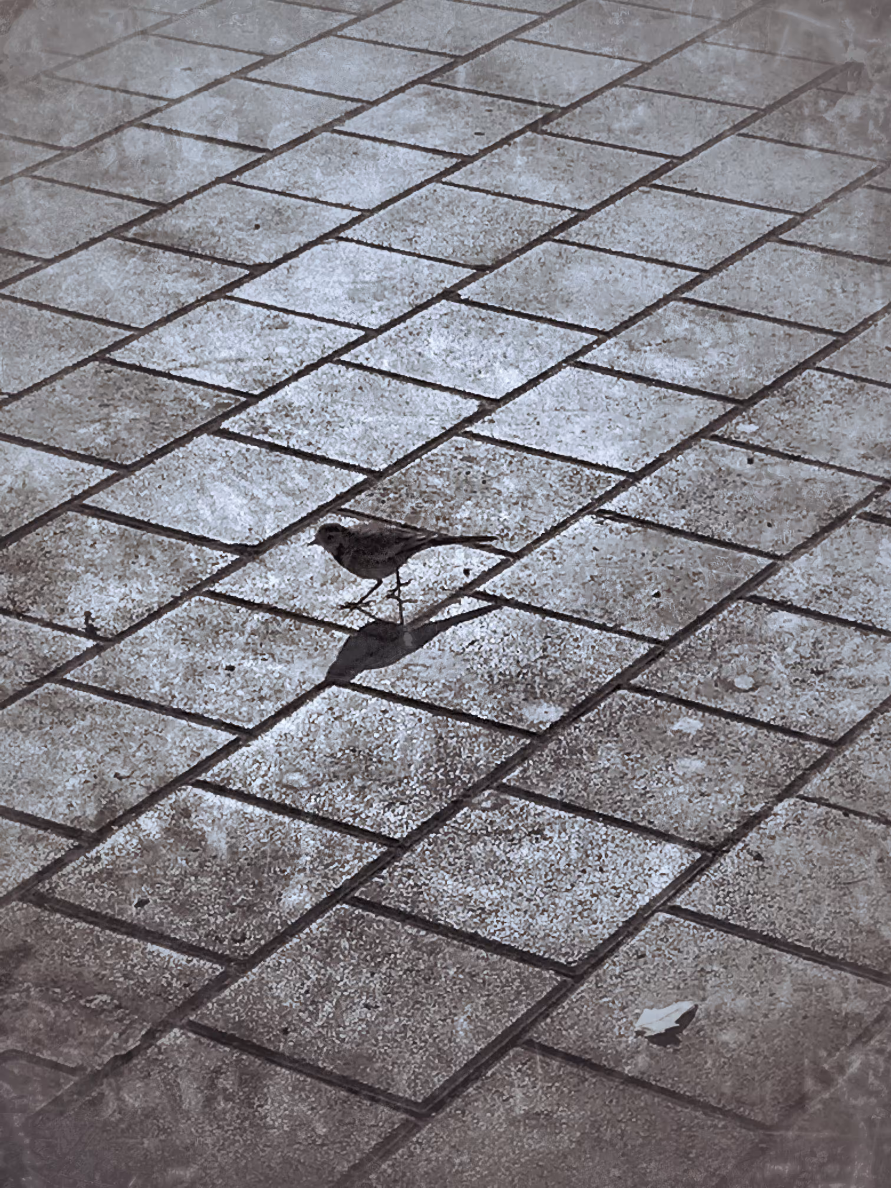 Lonely bird 