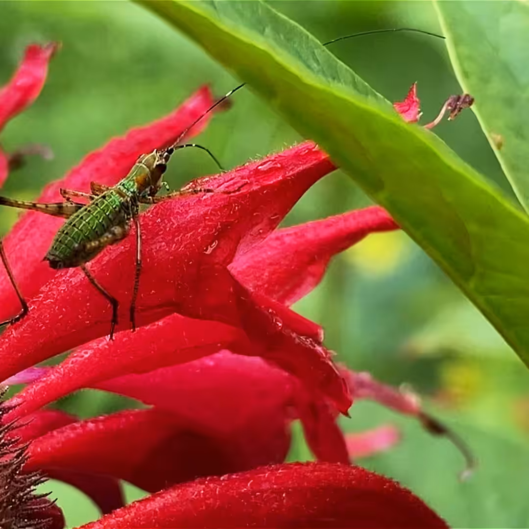 Scudderia furcata (nymph)