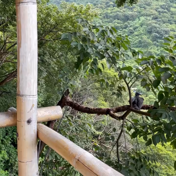 MOMENT#39 (Perched vulture)