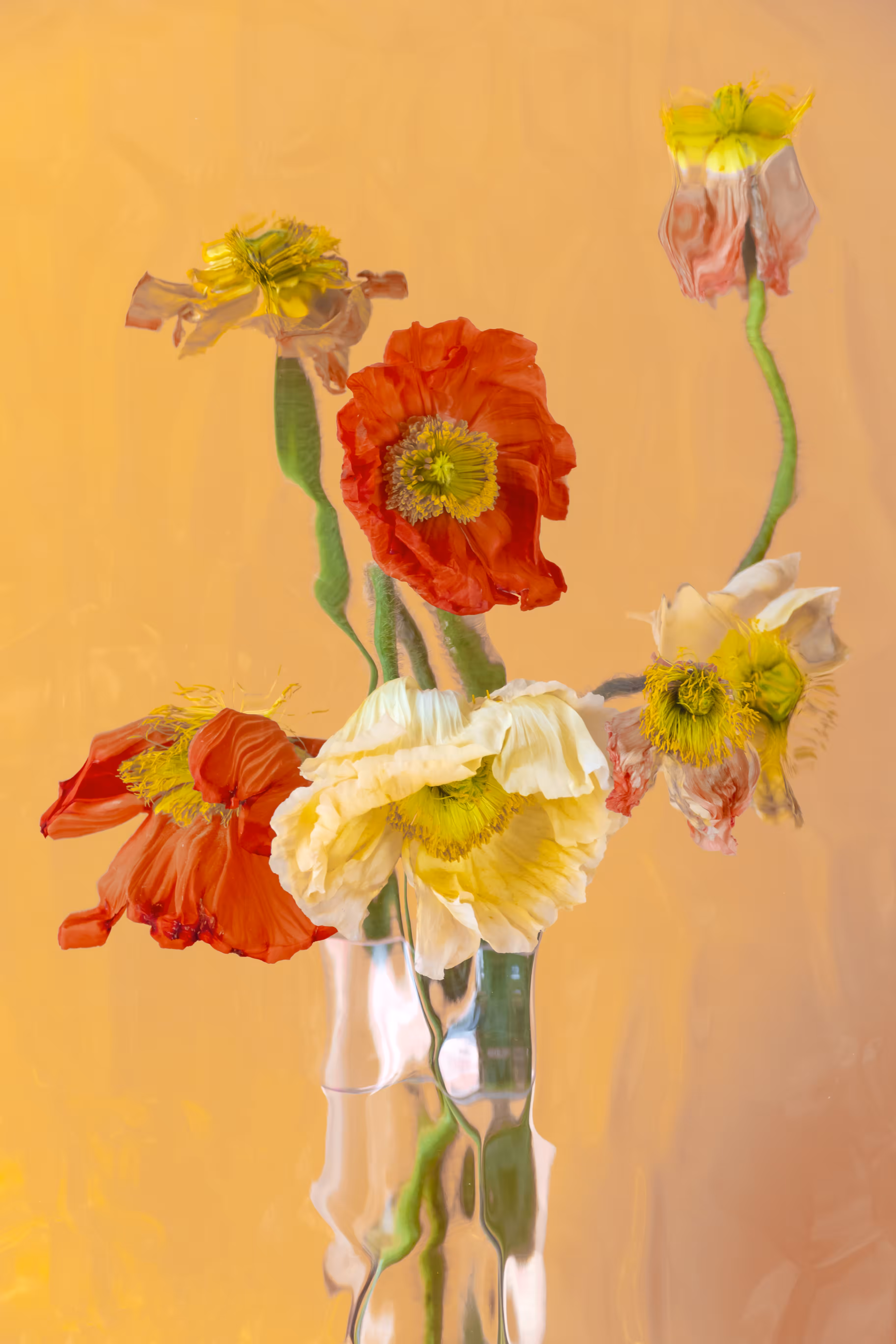 FLOWER SHOWER: Poppies