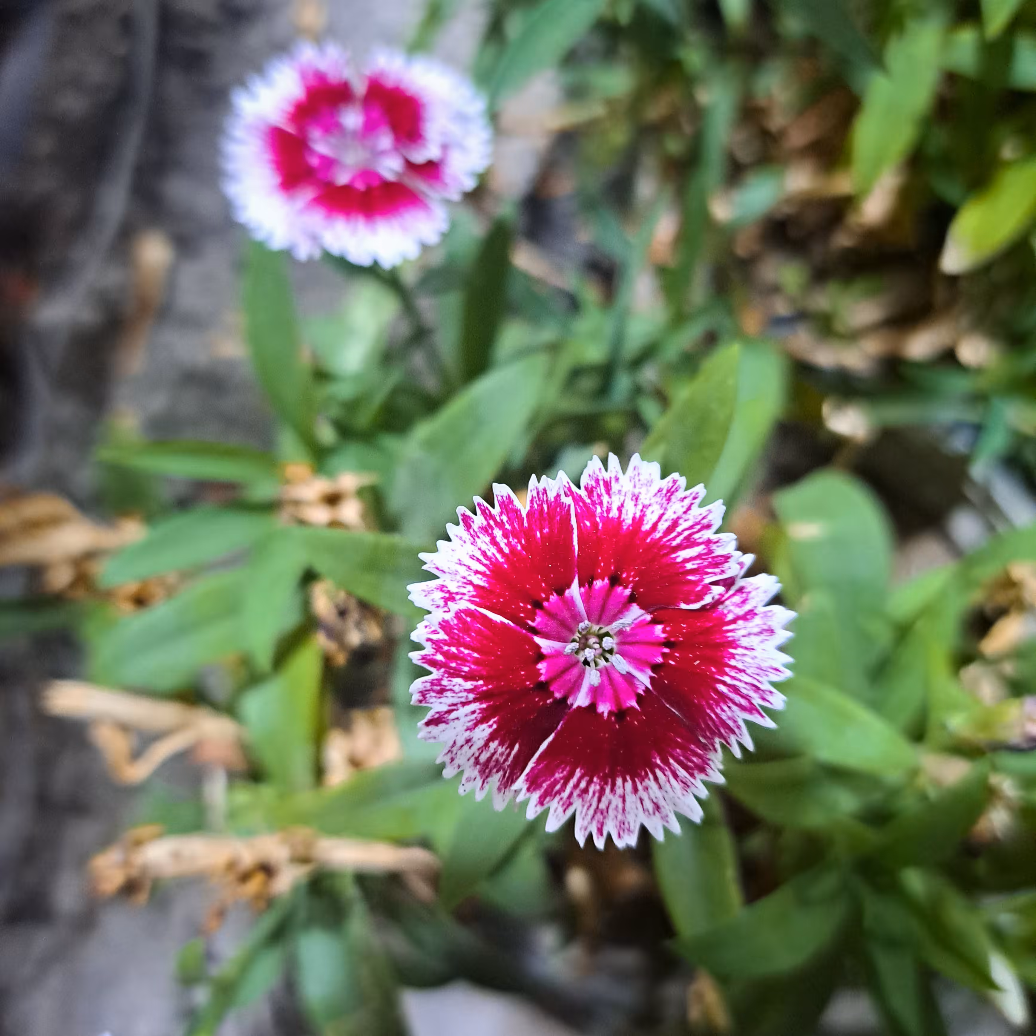 Merrylands.Photography: Merry-Photo 27