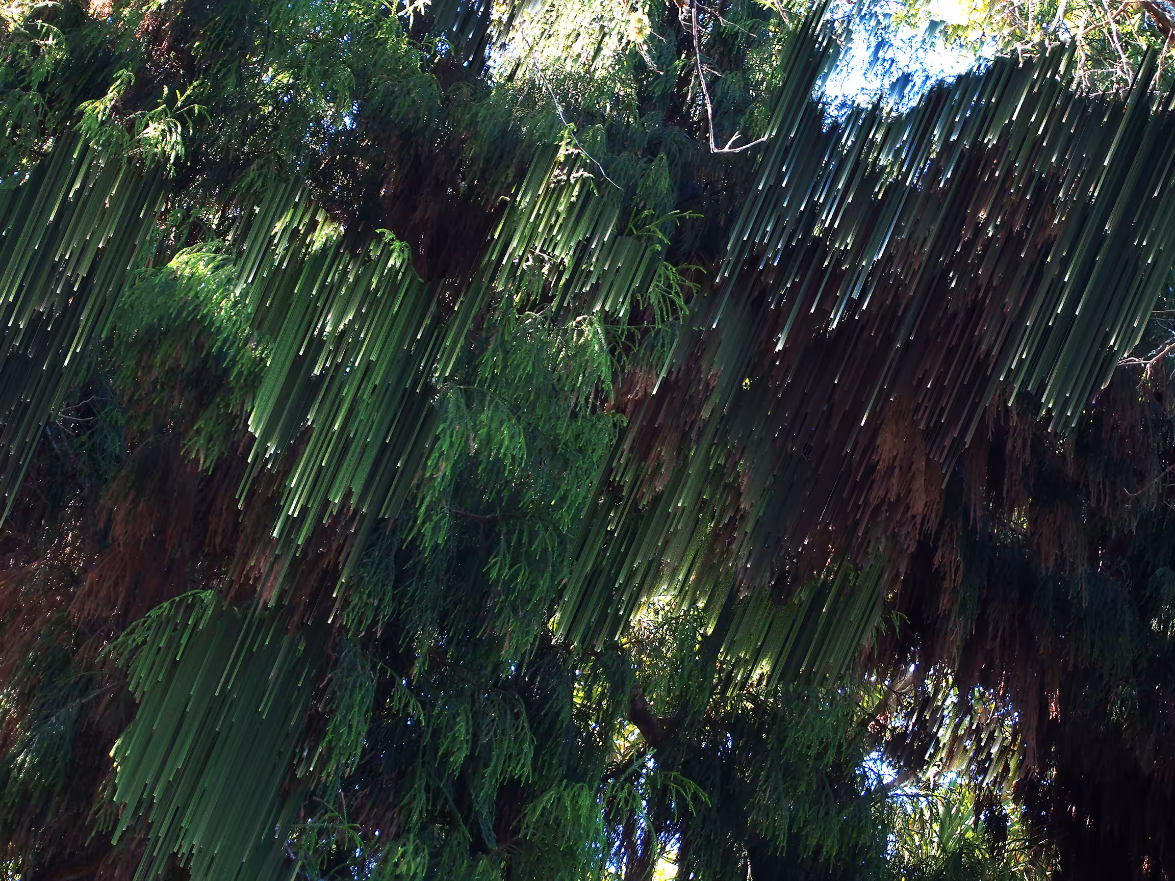 Tree Pixel Sort 2