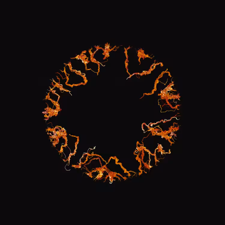Ginseng #4