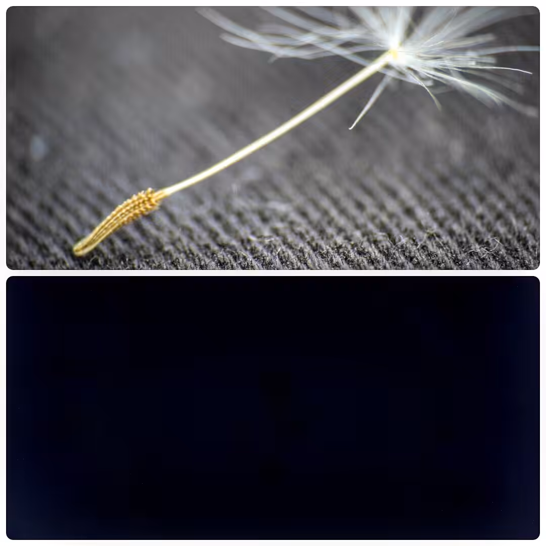 DandeliON / DandeliOFF