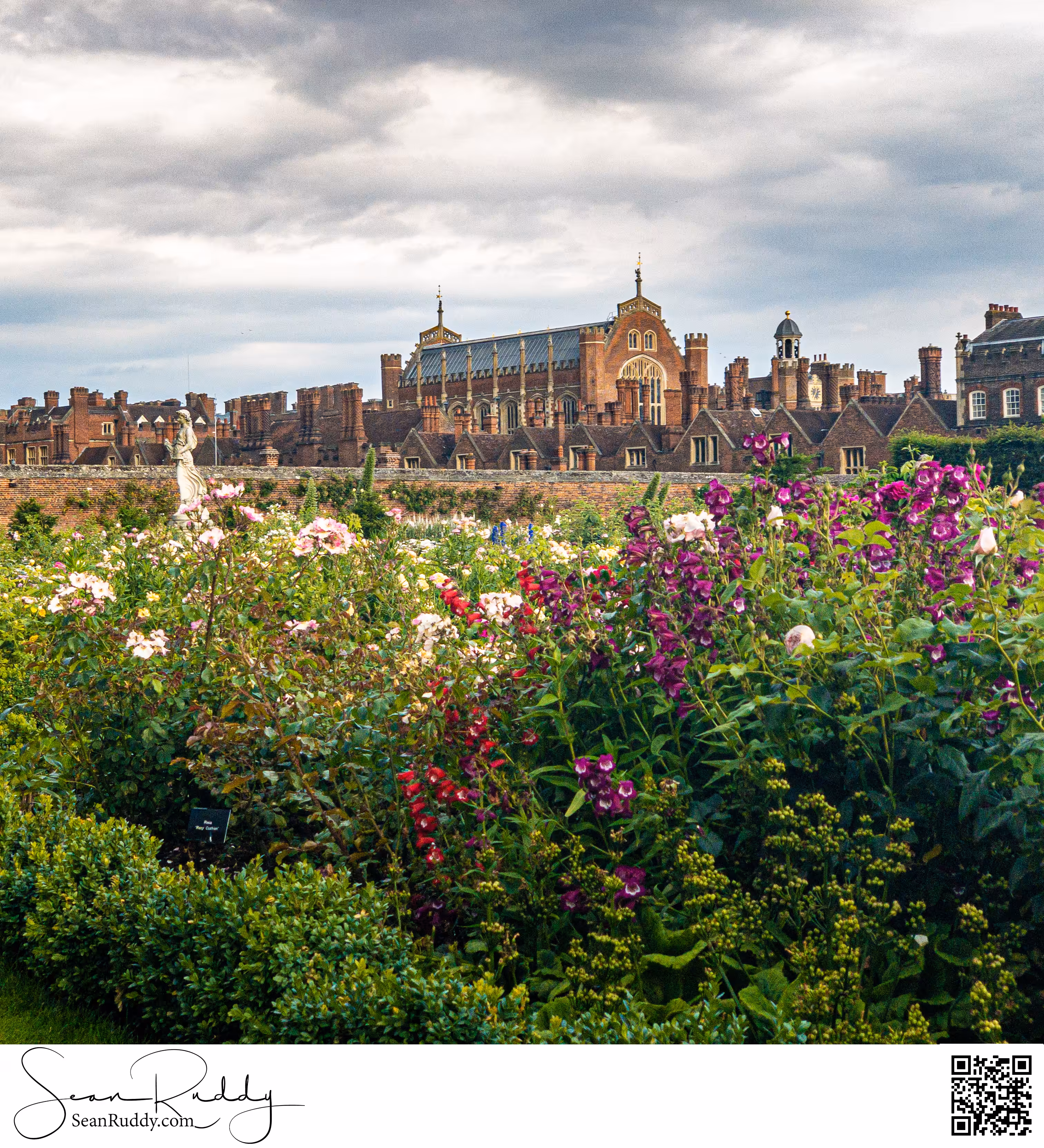 Hampton Court  Palace Rose Garden